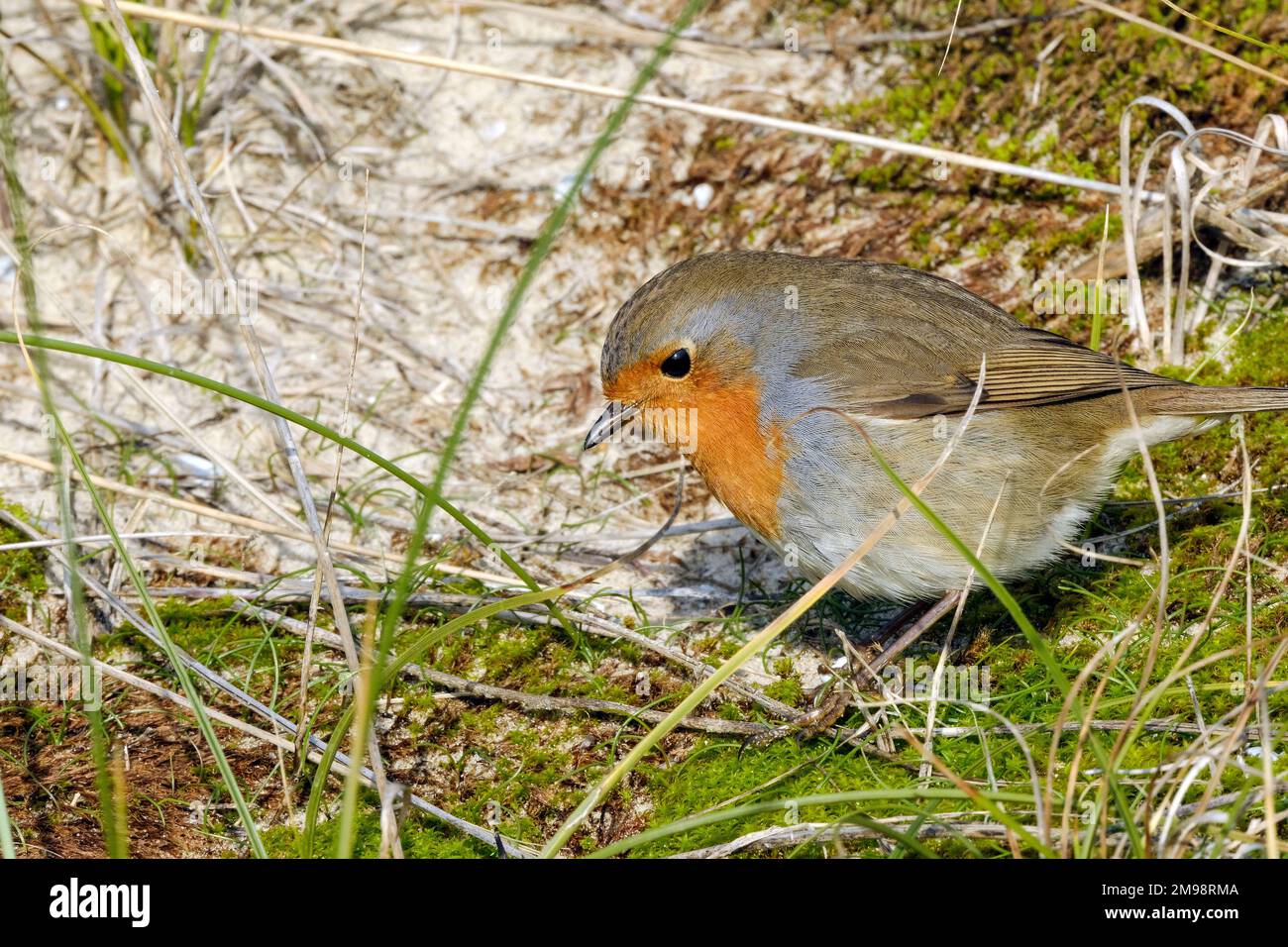 FRA, Frankreich, Berck-sur-Mer, 13.12.2022: ein Rotkehlchen auf dem Boden in den Duenen im franzoesischen Seebad Berck-sur-Mer im Naturschutzgebiet Pa Banque D'Images