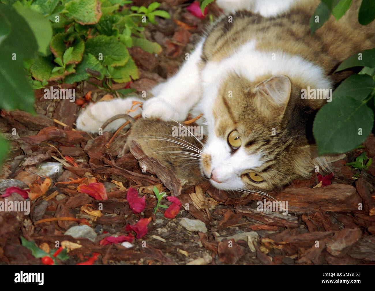Chat avec une souris en bouche Var Provence Banque D'Images
