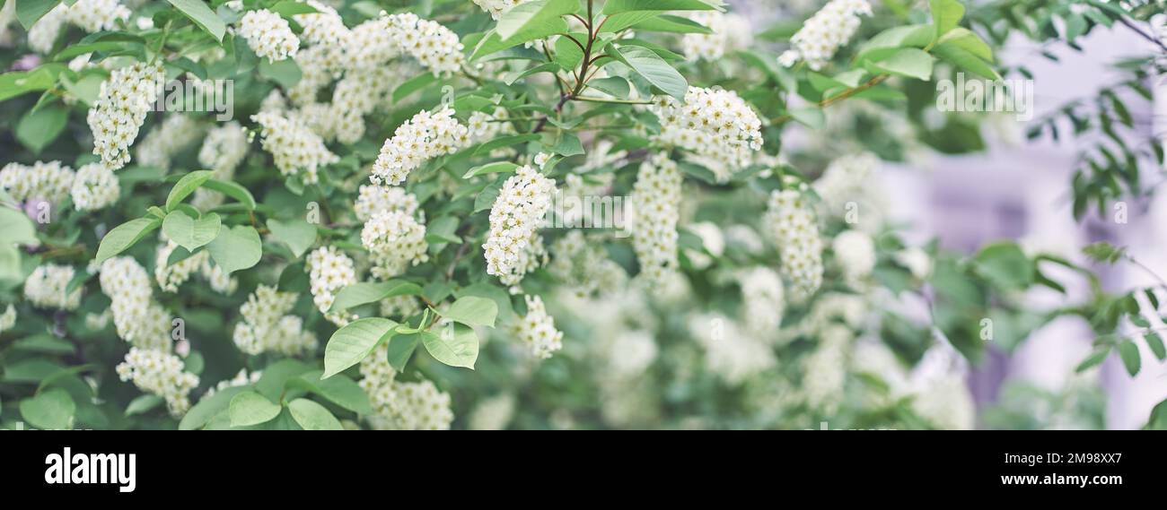 Bannière d'une branche en fleur d'une cerise blanche. Fleurs de printemps brillantes. Arbres en fleurs. Image en gros plan des fleurs blanches fleuries au printemps. Photo de haute qualité Banque D'Images Bannière d'une branche en fleur d'une cerise blanche. Fleurs de printemps brillantes. Arbres en fleurs. Image en gros plan des fleurs blanches fleuries au printemps. Photo de haute qualité Banque D'Images