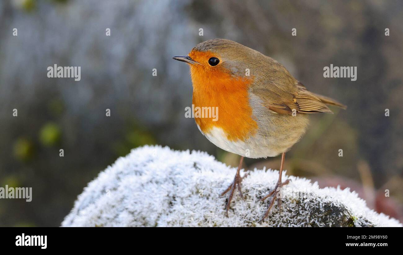 Lough Neagh, Kinnego, near Lurgan, County Armagh, Irlande du Nord, ROYAUME-UNI. 17 janvier 2023. Météo au Royaume-Uni - après de fortes gelées et de la glace pendant la nuit, une journée extrêmement froide malgré le soleil dans le vent ouest-nord-ouest (WNW). Un robin sur le gel a couvert des rochers sur le bord de la ruche. Crédit : David Hunter/Alamy Live News. Banque D'Images