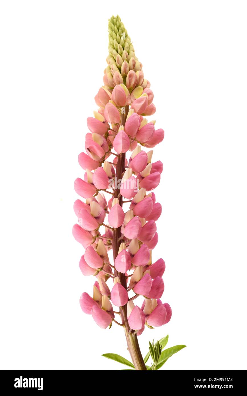 Fleur lupin rose isolée sur fond blanc Banque D'Images