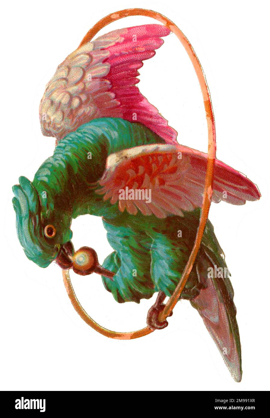 Scrap victorien, perroquet rose et vert sur un perchoir. Banque D'Images