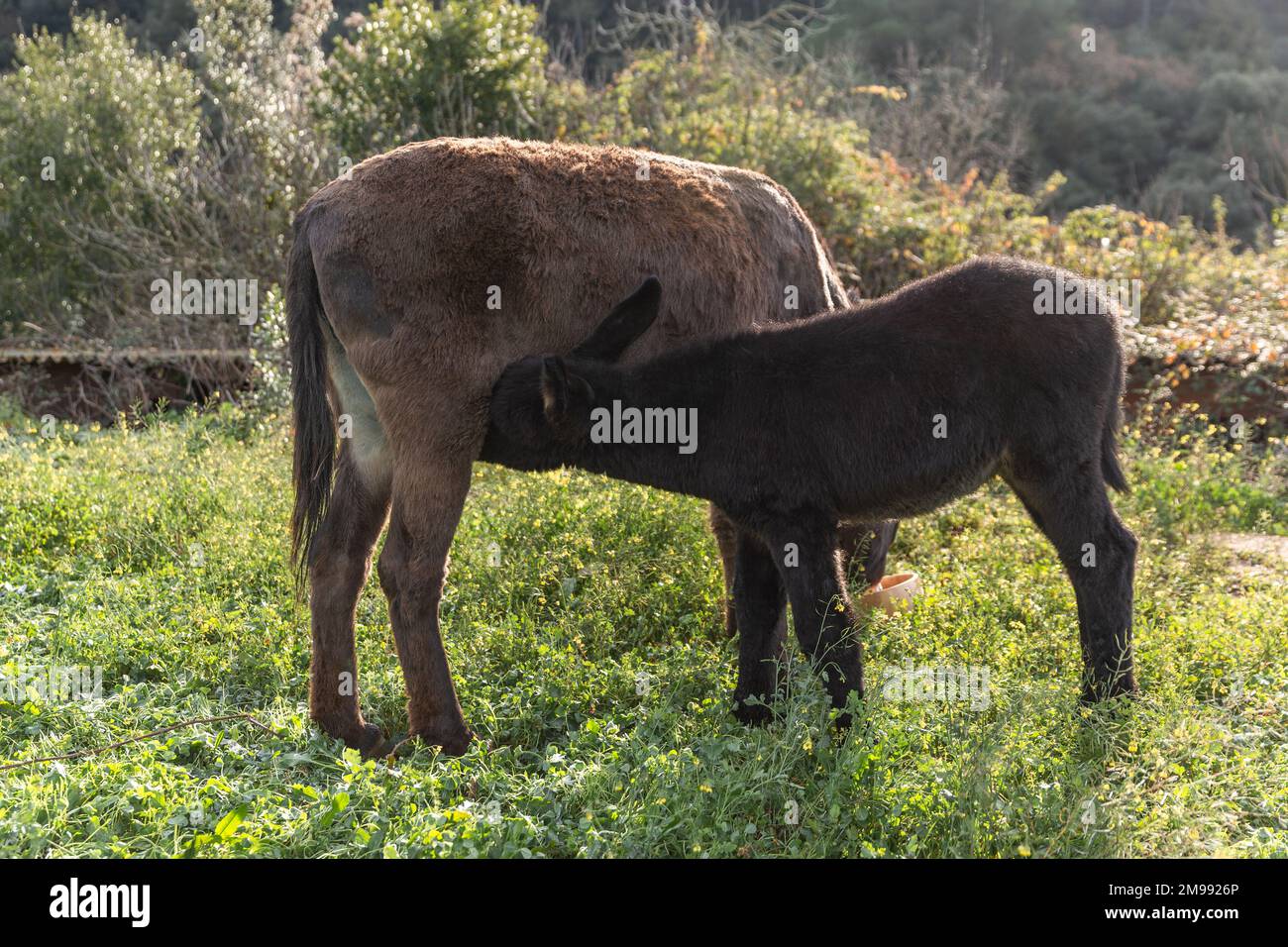 Âne nourrissant le veau à l'extérieur dans la nature. âne de bébé Banque D'Images