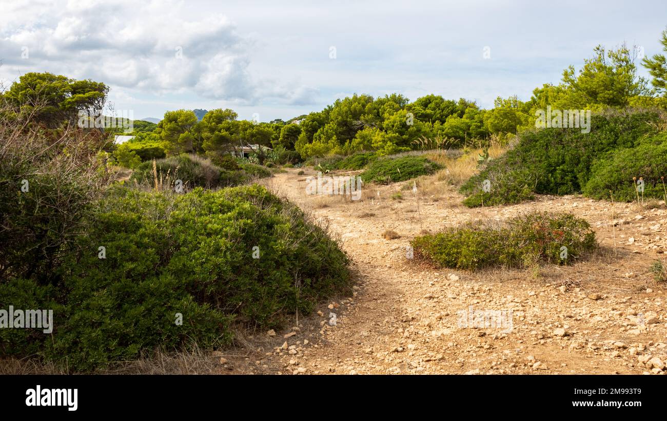 sentier de randonnée dans la campagne méditerranéenne avec des buissons et des fleurs de plage à cala ratjada, majorque, espagne Banque D'Images