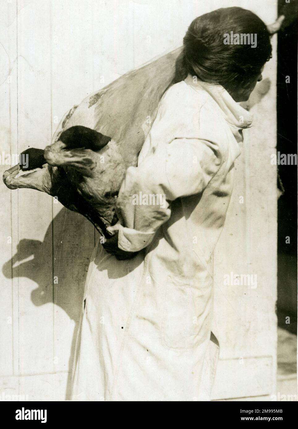 Femme travaillant en chambre froide transportant de la viande pendant la première Guerre mondiale. Banque D'Images