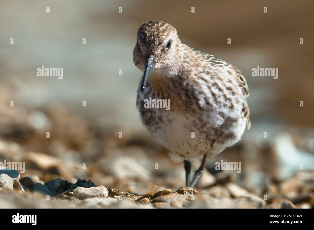 Vue depuis le rez-de-chaussée d'Un Dunlin, Calidris alpina, à la recherche de nourriture sur Une plage de Shingle, Stanpit Marsh Royaume-Uni Banque D'Images