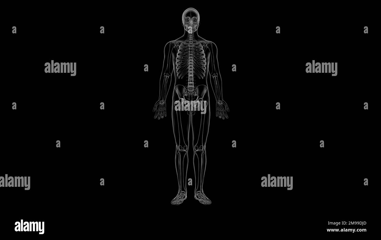 Anatomie du squelette humain pour le concept médical Illustration 3D Banque D'Images
