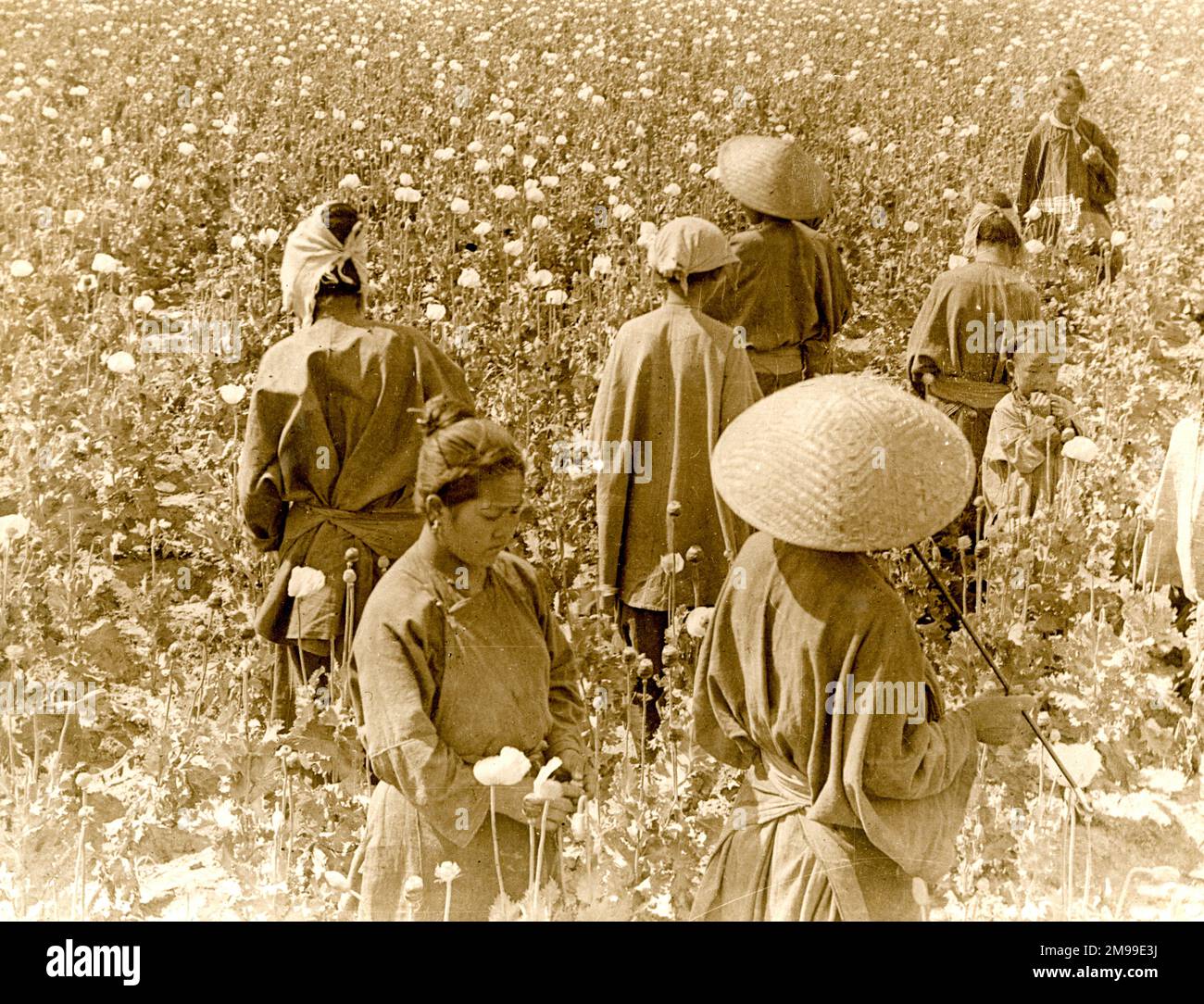 Les travailleurs chinois cueillant des coquelicots pour l'opium. Banque D'Images