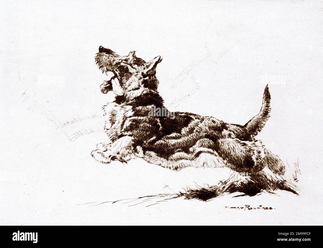 Scottie, Terrier écossais, par Harry Rountree. Banque D'Images