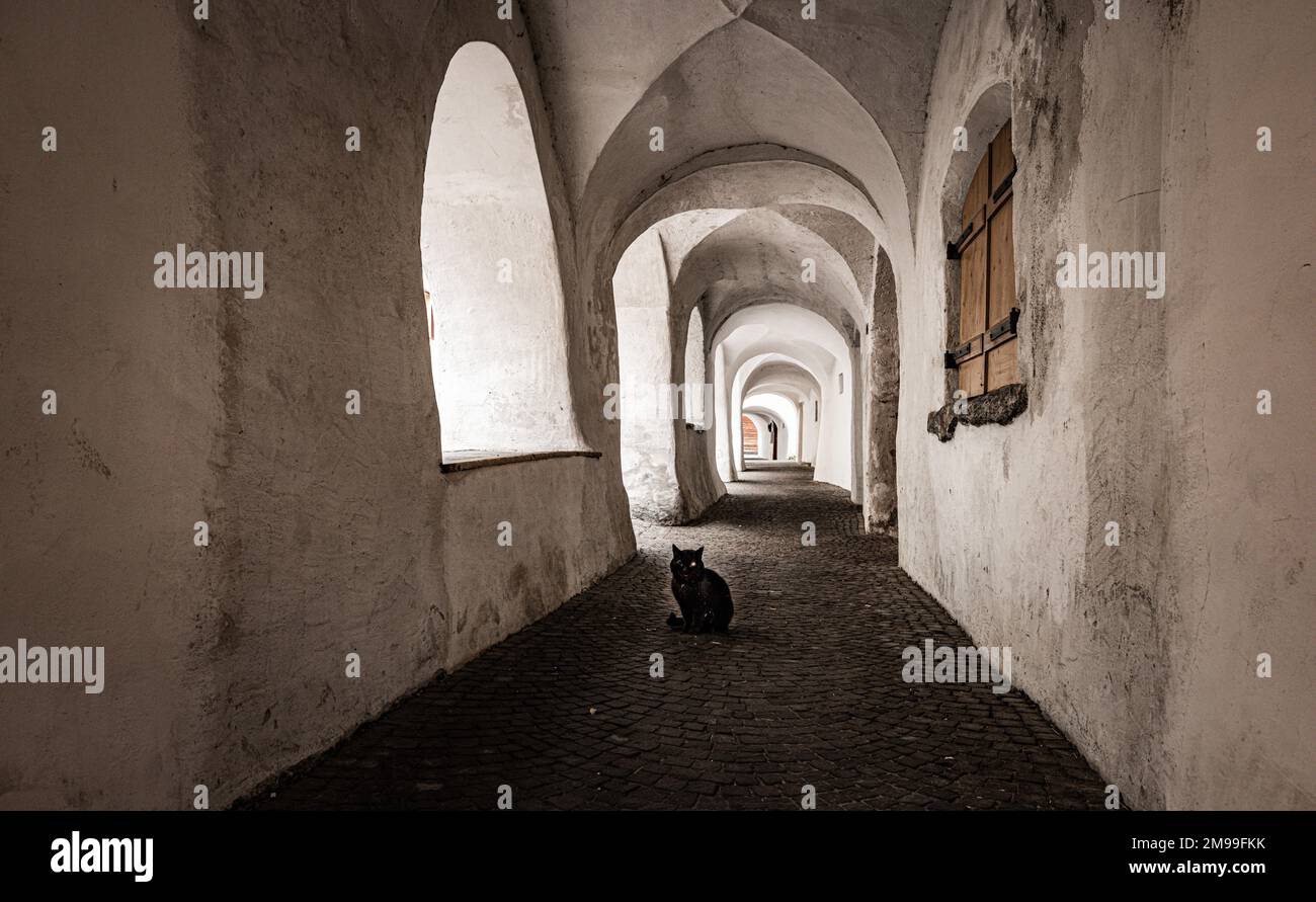 Schwarze Katze im alten Gemäuer in Glurns in Vinschgau Banque D'Images