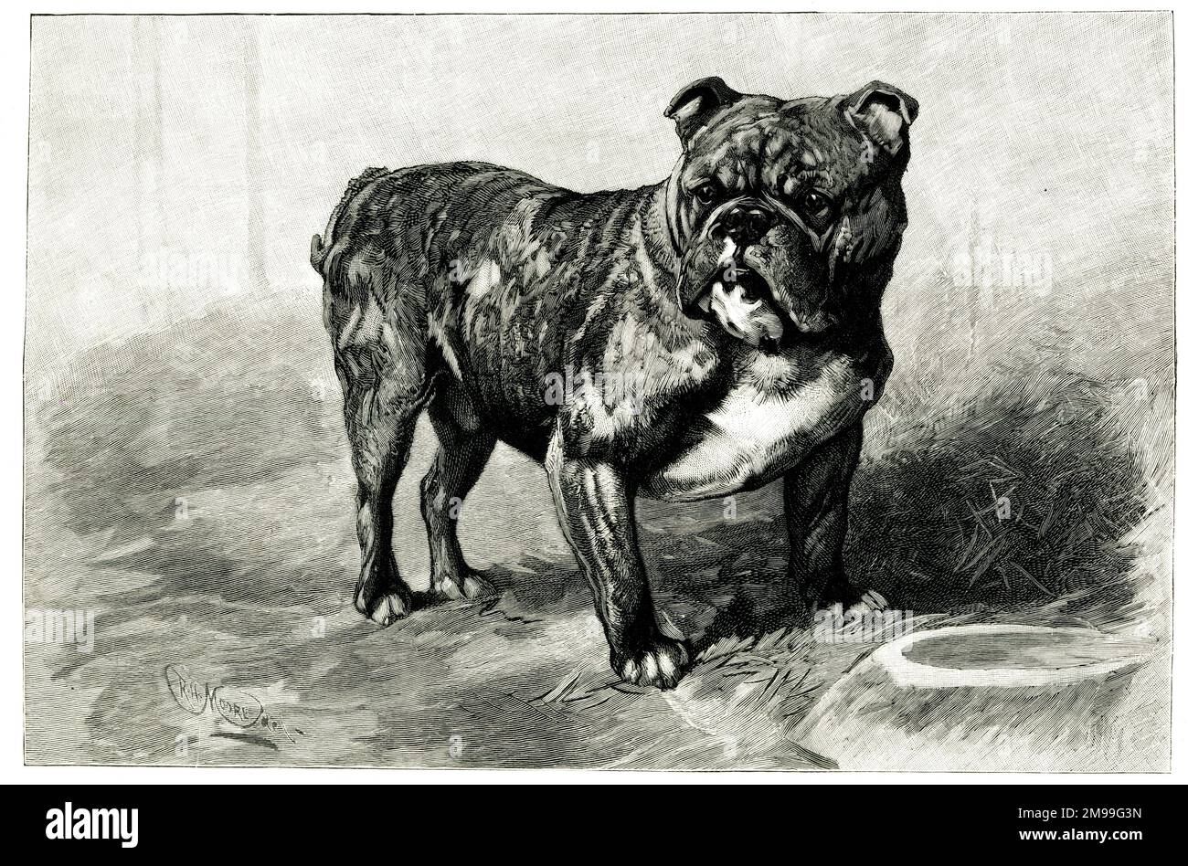 Dockleaf, le prix le plus élevé payé pour un bulldog. Banque D'Images