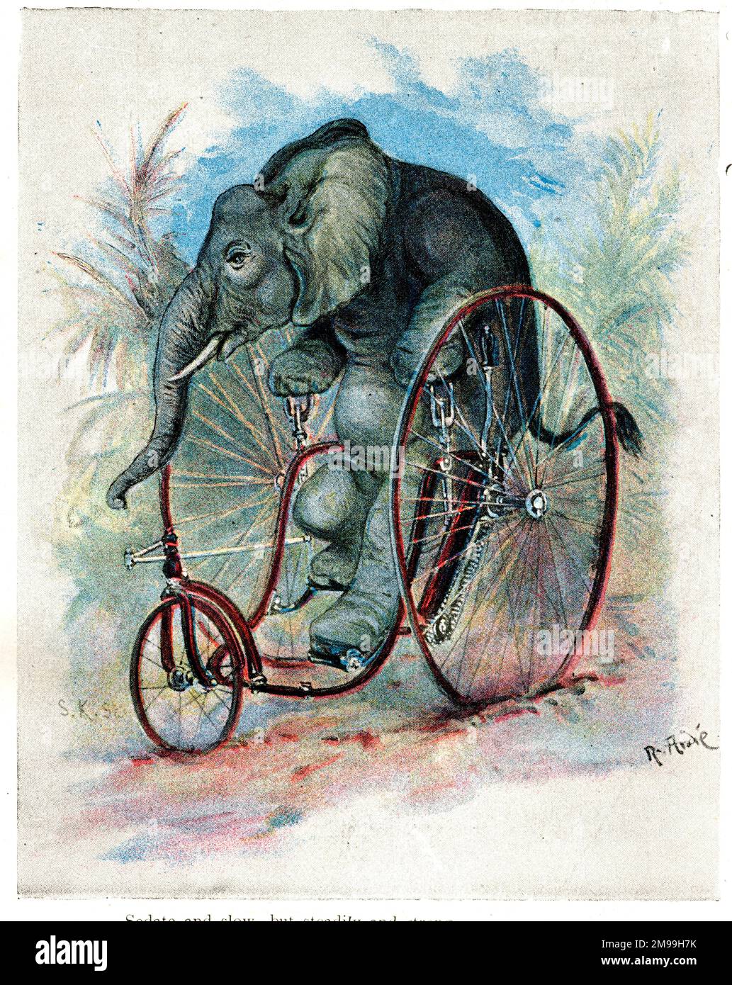 Animaux de zoo à jour sur les cycles - Eléphant sur un Velociede. Banque D'Images