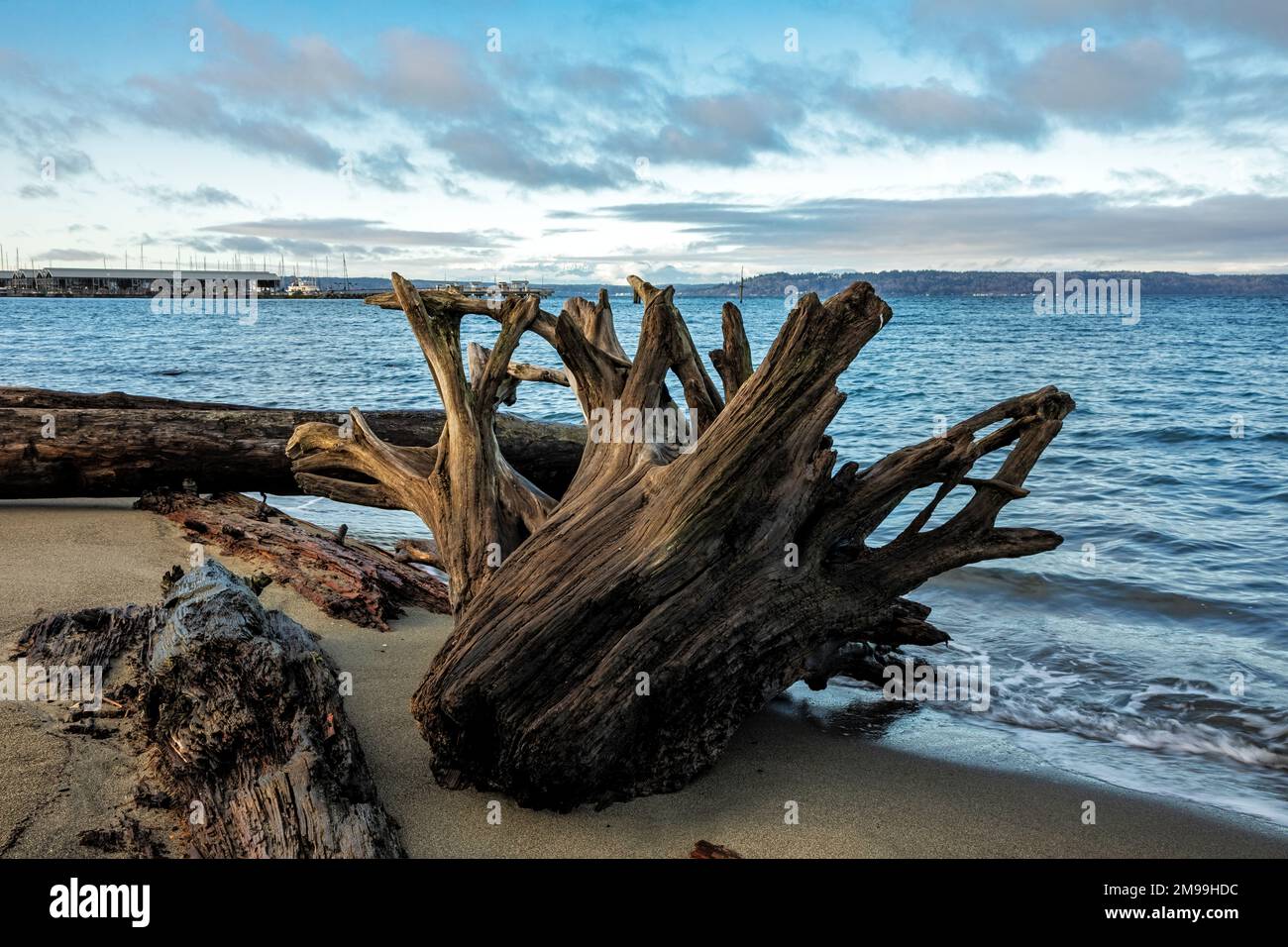 WA22909-00...WASHINGTON - billes de dérive et une boule de racine de dérive lavées sur une plage le long du bord de la mer de Salish/Puget Sound à Edmonds. Banque D'Images