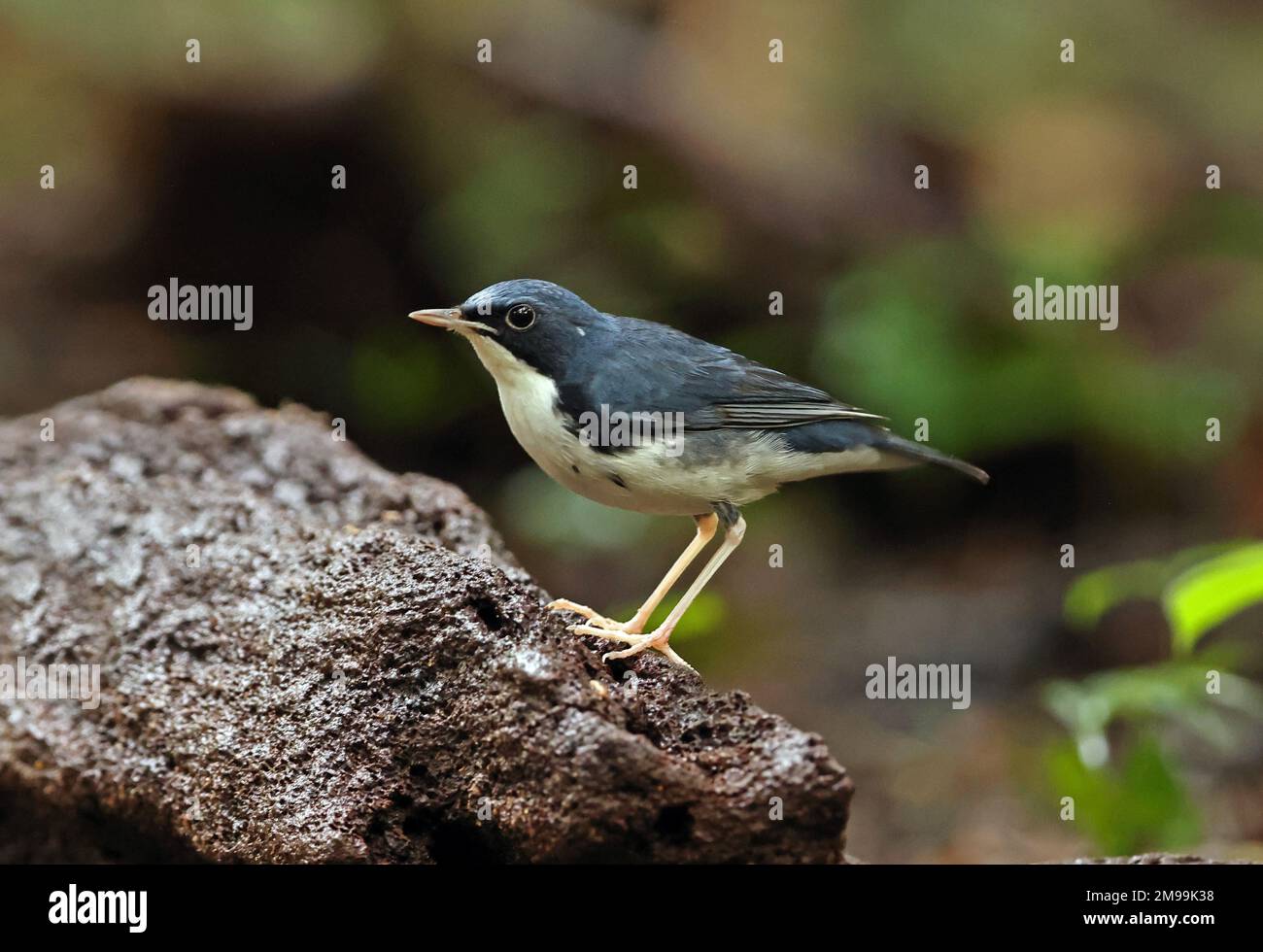 Robin bleue sibérienne (Larvivora cyane) adulte mâle perché sur un rocher Chat Tien, Vietnam. Décembre Banque D'Images