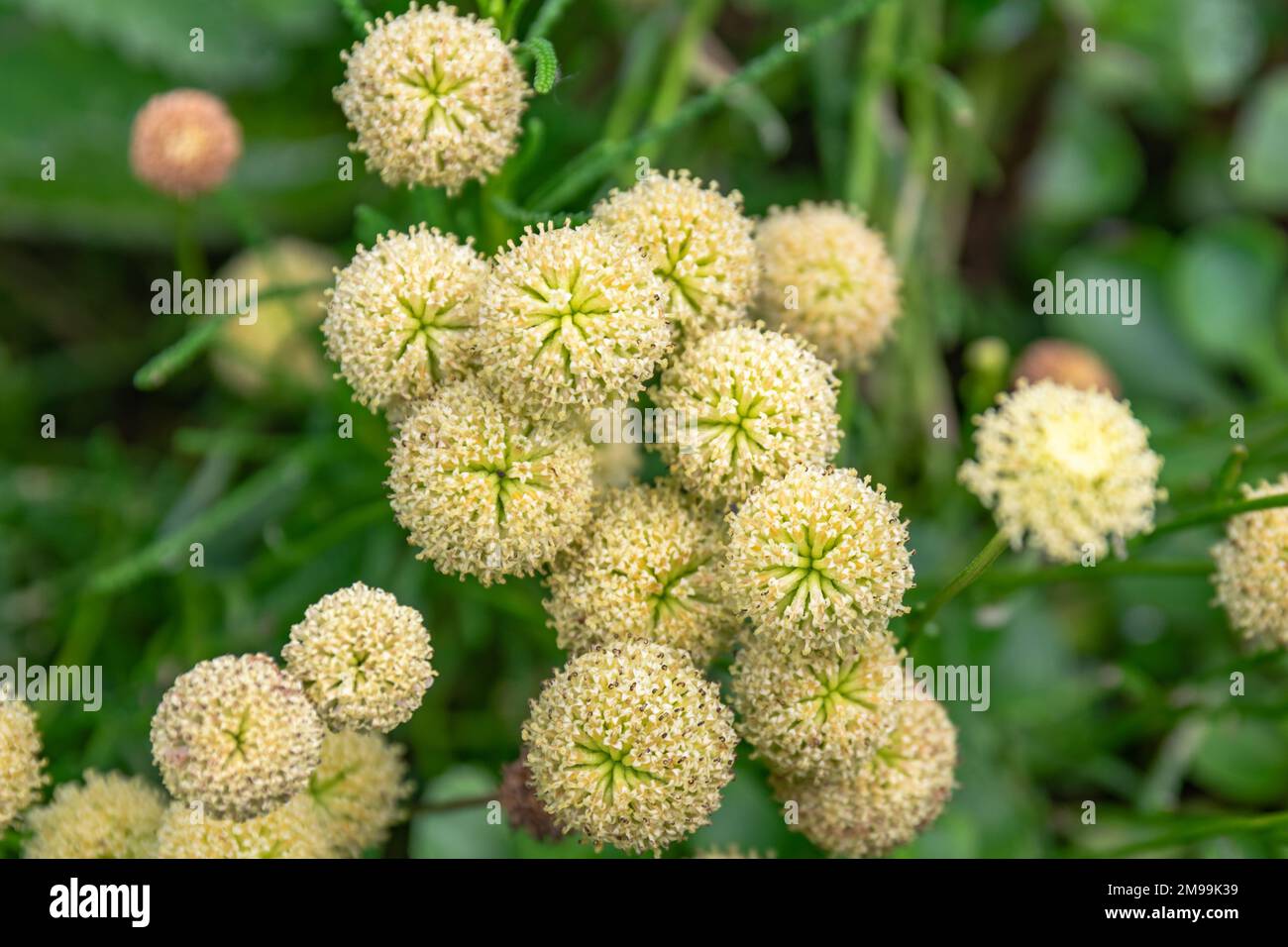 Gros plan de Santolina rosmarinifolia fleurs avec un fond flou, Vácrátót, Hongrie Banque D'Images