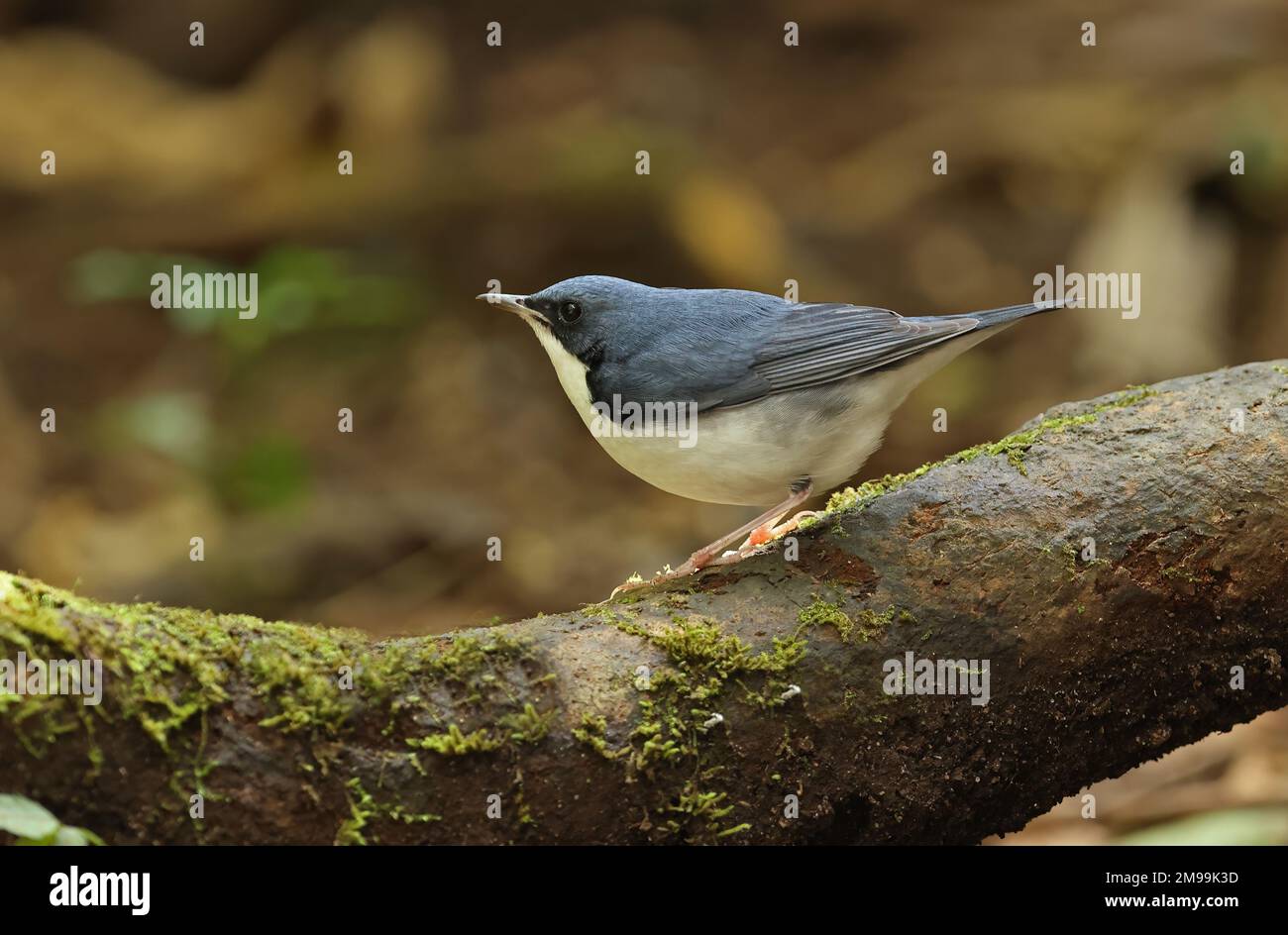 Robin bleue sibérienne (Larvivora cyane) adulte mâle perché sur un rocher de la Mossy Cat Tien, Vietnam. Décembre Banque D'Images