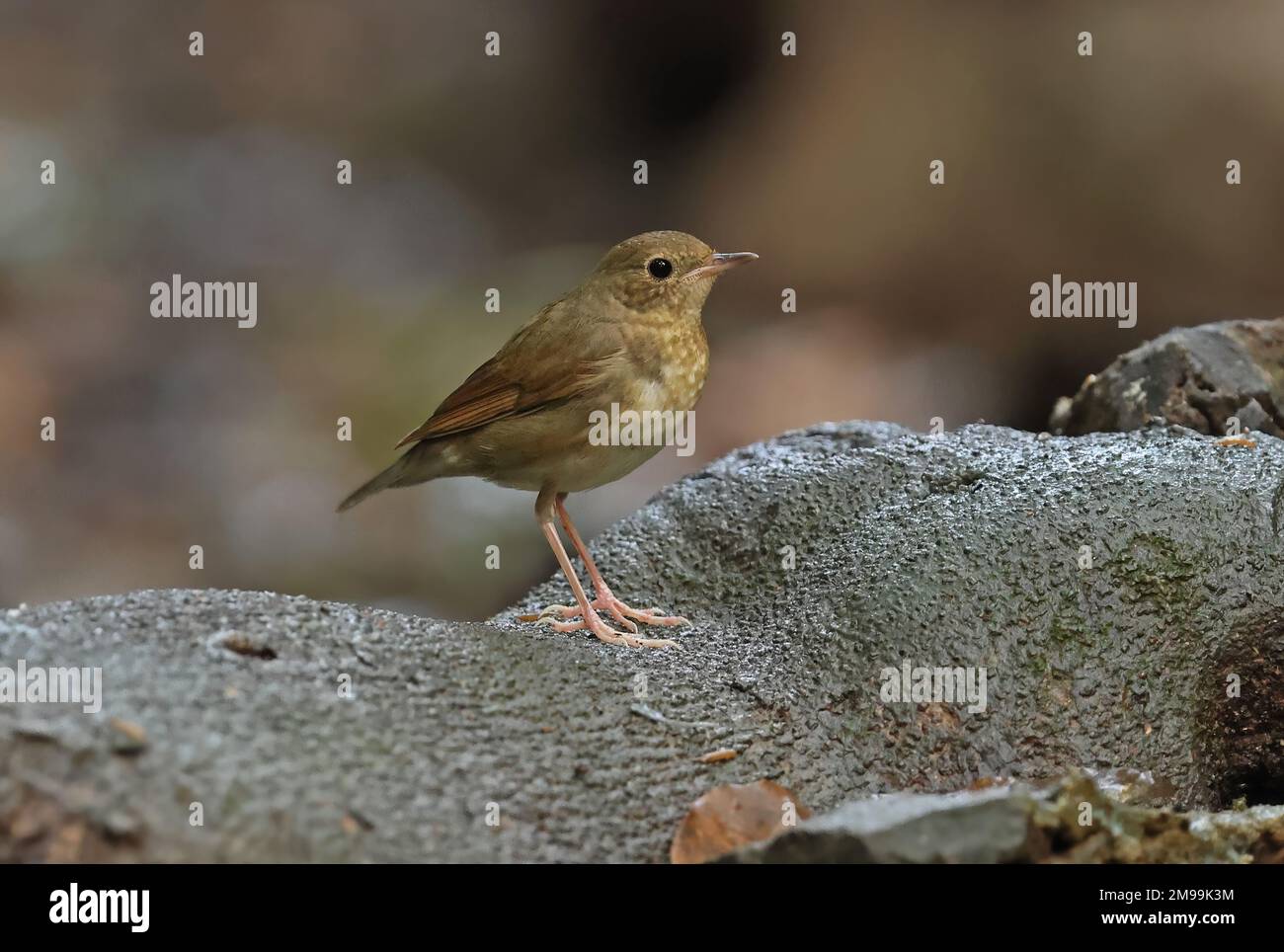 Robin bleue sibérienne (Larvivora cyane) femelle adulte debout sur la racine de l'arbre Cat Tien, Vietnam. Décembre Banque D'Images