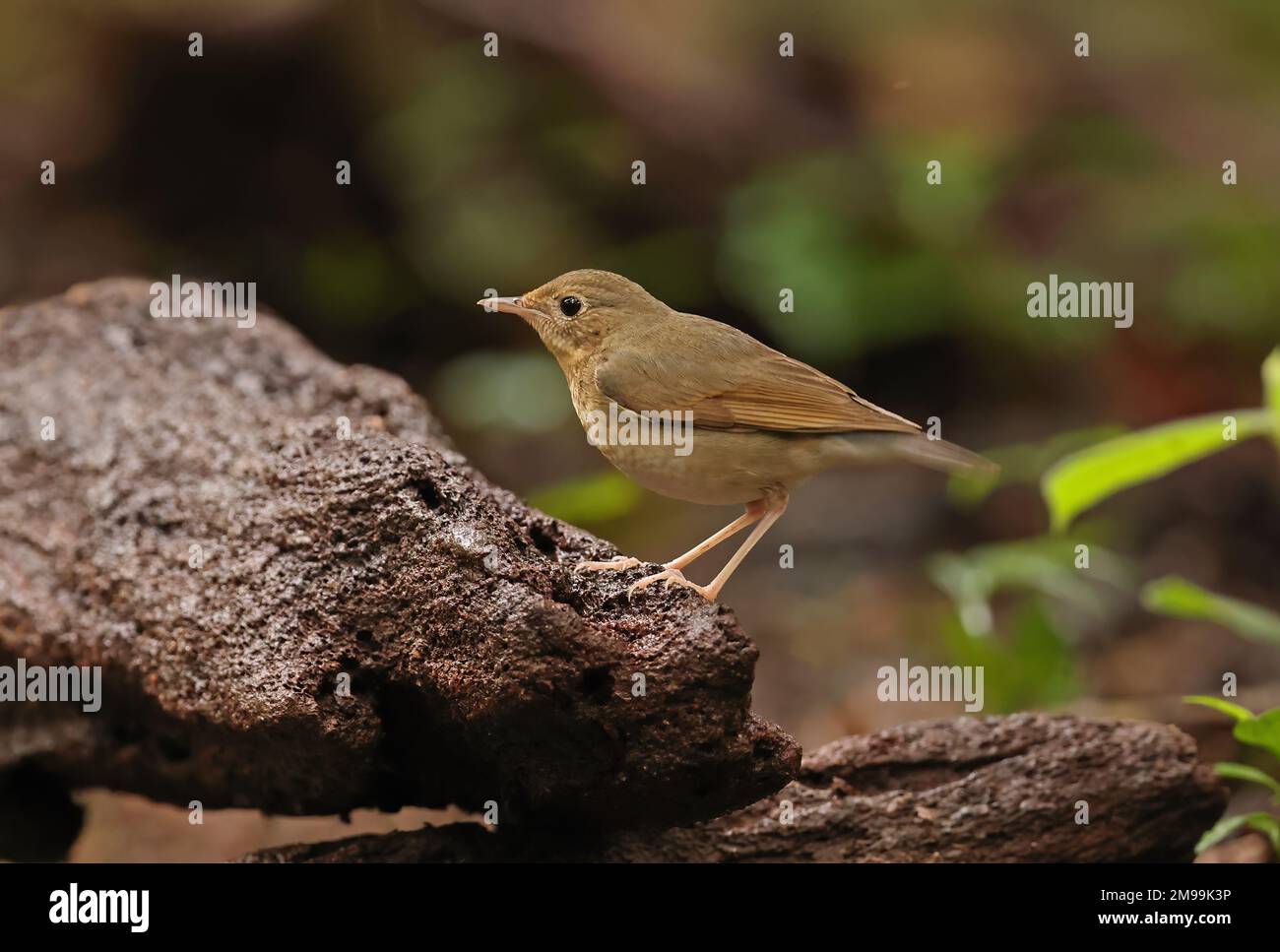 Robin bleue sibérienne (Larvivora cyane) adulte femelle debout sur le rocher Cat Tien, Vietnam. Décembre Banque D'Images