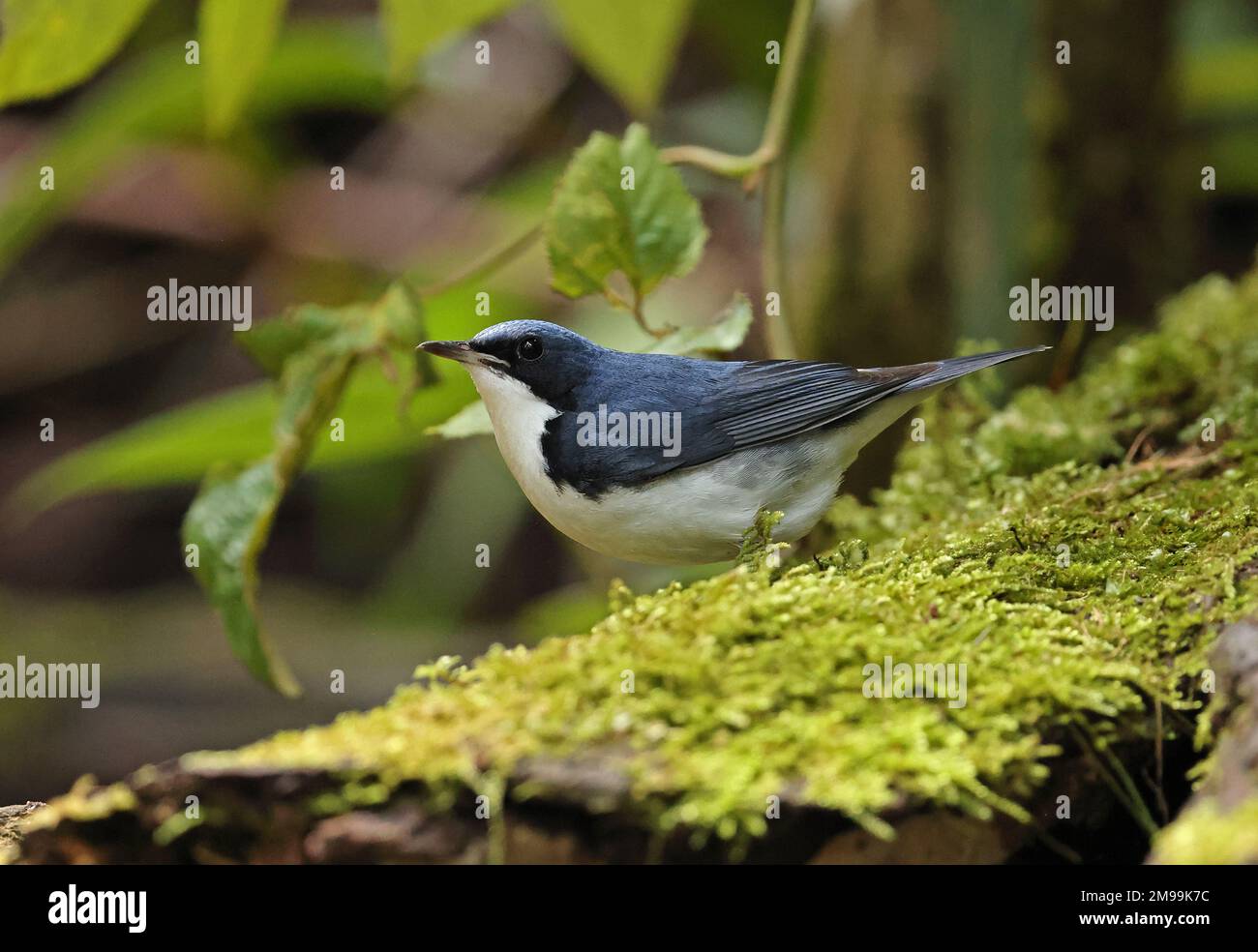 Robin bleue sibérienne (Larvivora cyane) adulte mâle perché sur un tien de chat en bois de mousse, Vietnam. Décembre Banque D'Images
