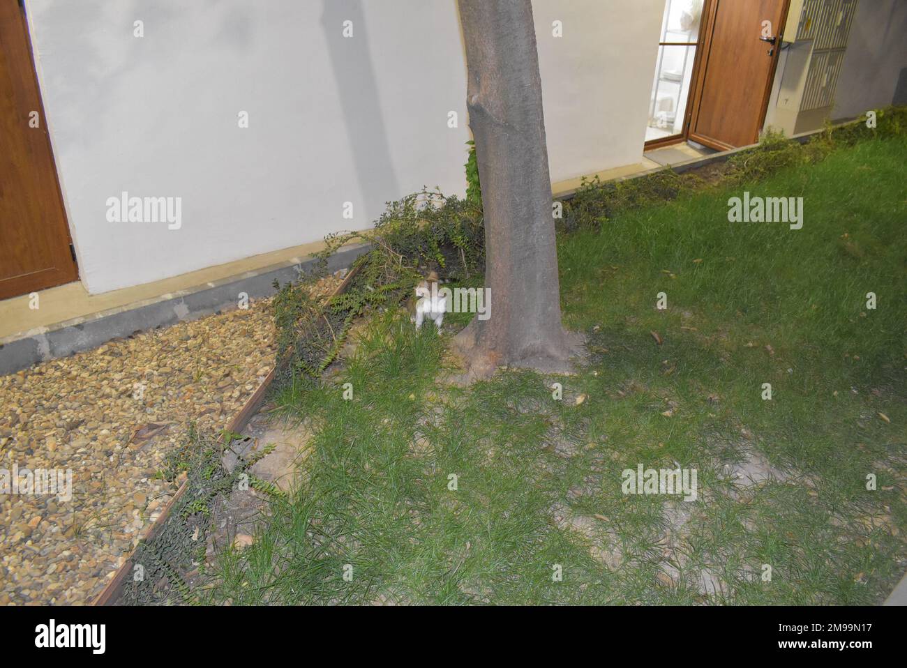 Chat à côté de l'arbre dans le jardin de la mer à Varna. Banque D'Images