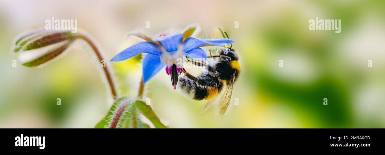 Bomblebee à queue de buffle Bombus terrestris prenant le nectar de Borago officinalis Banque D'Images