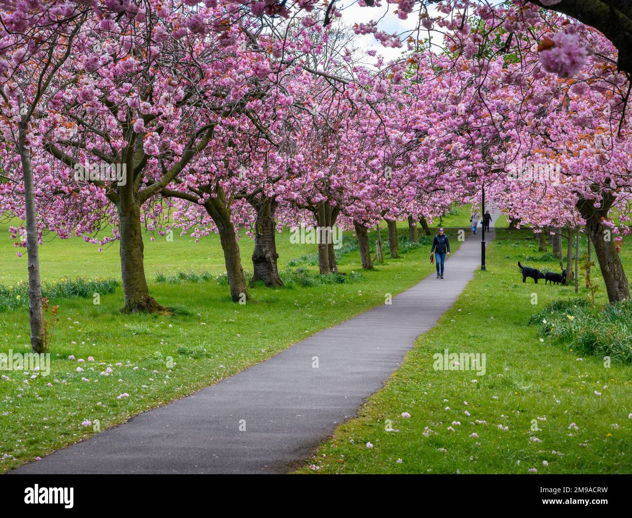 Pittoresque avenue des arbres (fleur rose colorée en fleur, branches surplombant le sentier, marcheur pour chiens, journée de printemps) - The Stray, Harrogate, Angleterre, Royaume-Uni. Banque D'Images