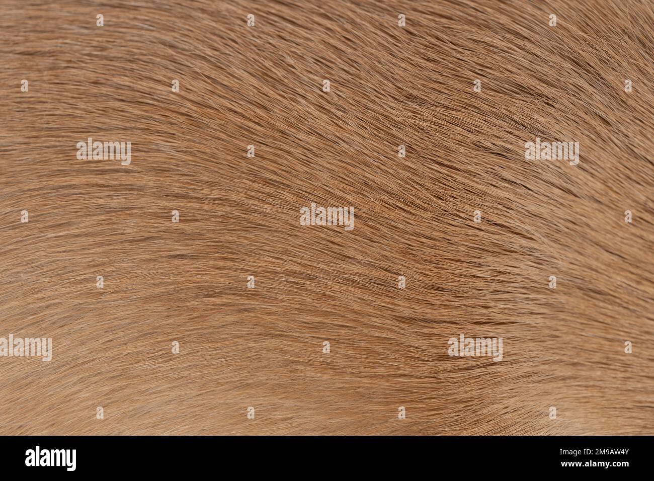 Brun ondulé cheveux animal fourrure arrière-plan macro vue rapprochée Banque D'Images