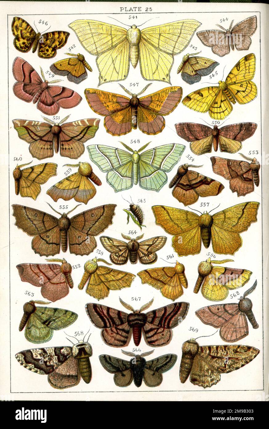 Papillons et papillons de nuit, assiette 25, Geometrai, Urapterygidae, Ennomidae, Amphidasidae. Banque D'Images