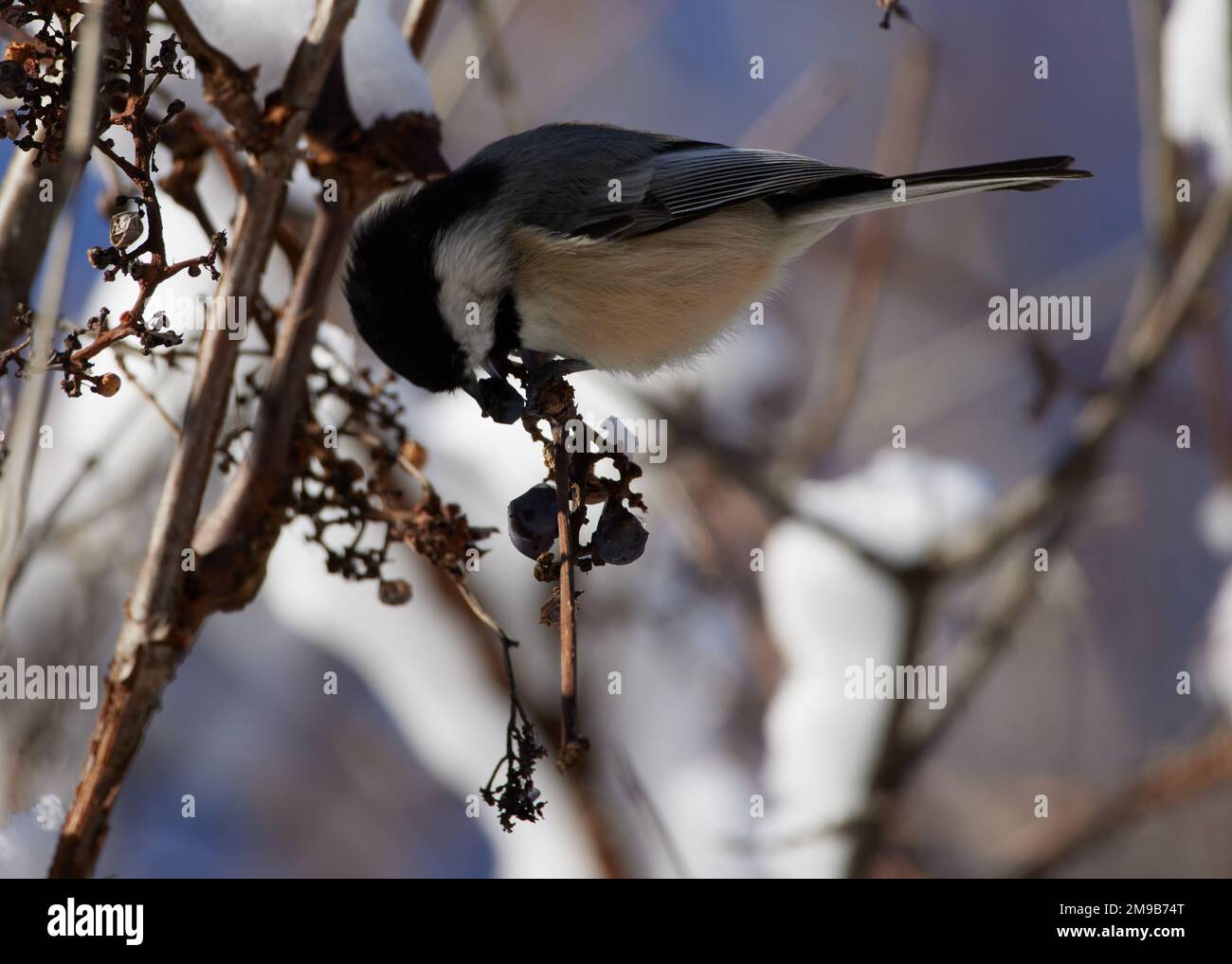 Chickadee perché sur une branche d'un arbre. Banque D'Images