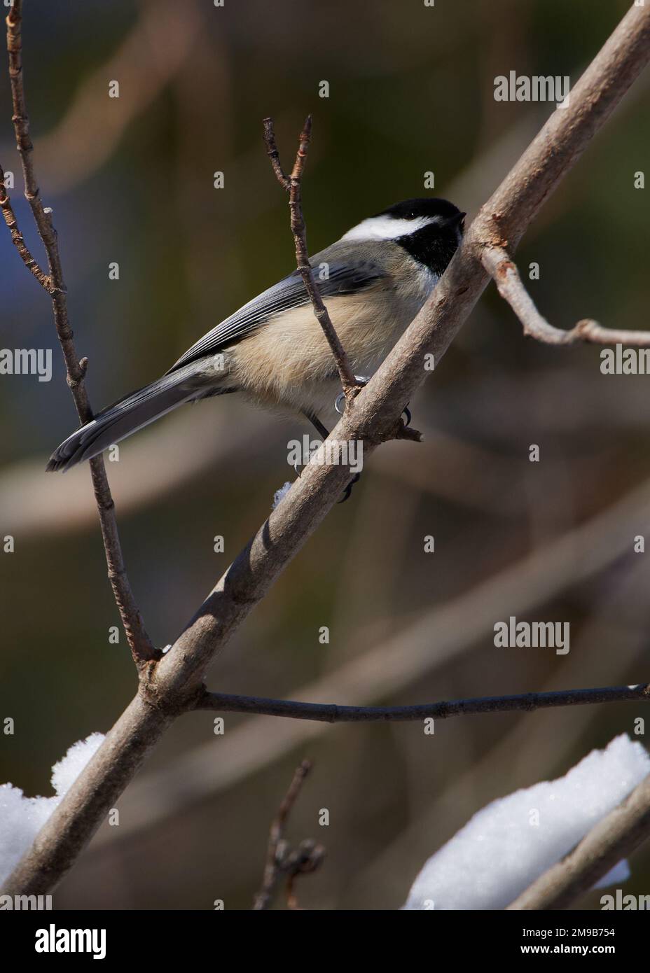 Chickadee perché sur une branche d'un arbre. Banque D'Images