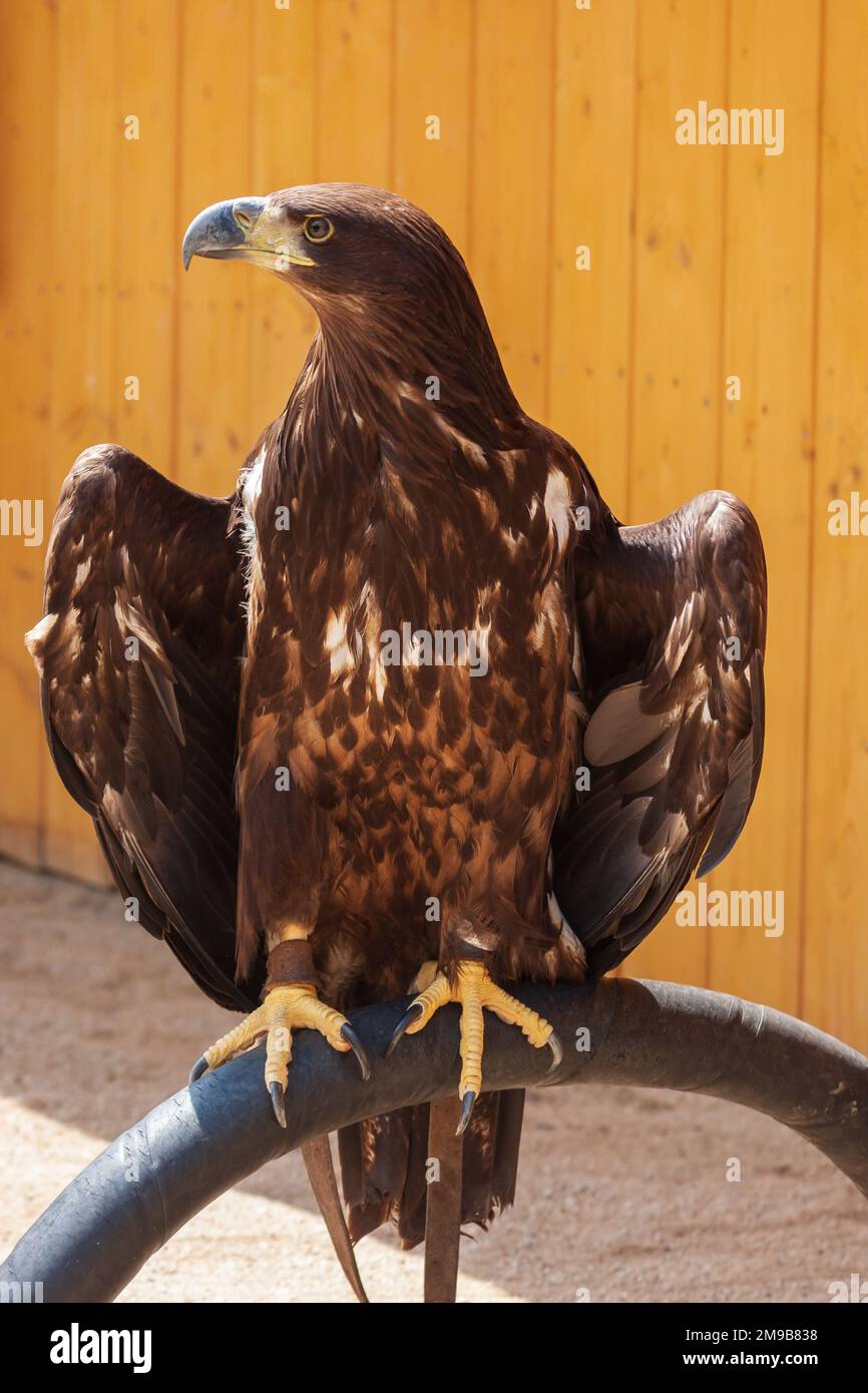 Un aigle prédateur à tête de faucon est assis sur un demi-cercle. Banque D'Images