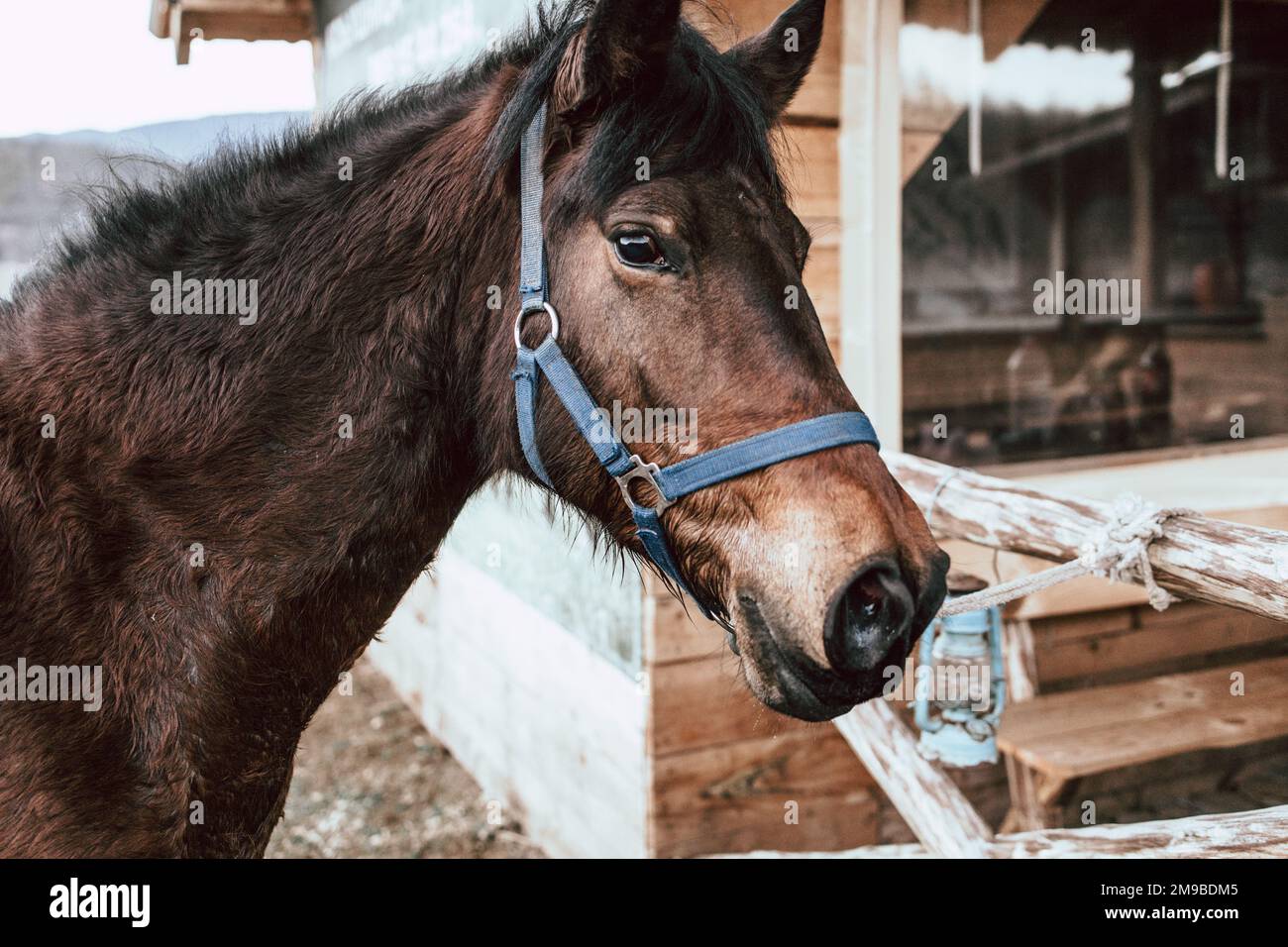 Licou Bronc En Cuir ProRider - Taille Cheval Adulte - Avec Corde