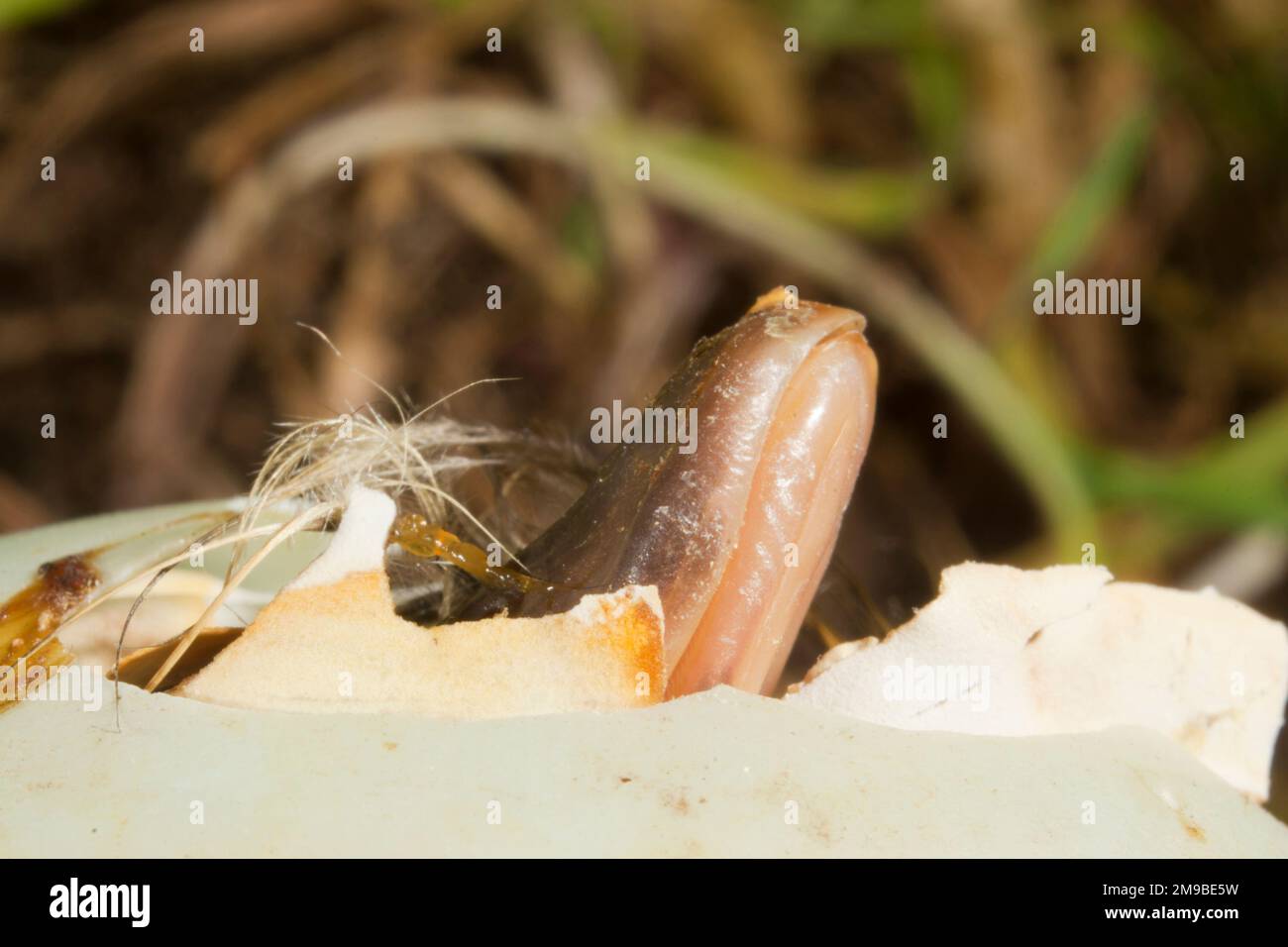 Mallard Anas platyrhynchos, éclosion de poussins à partir d'oeufs, Suffolk, Angleterre, avril Banque D'Images