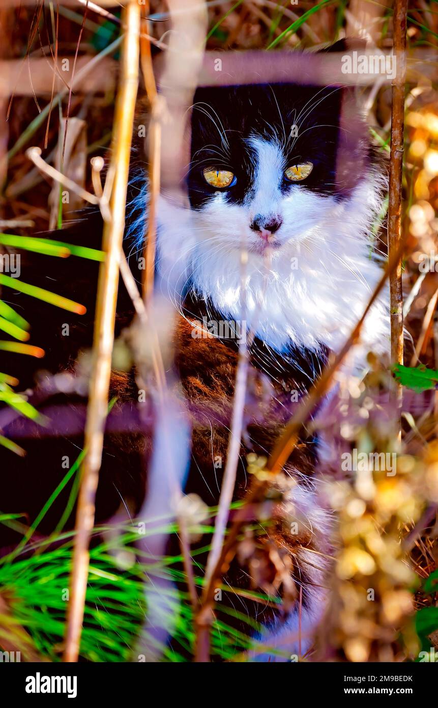 Un chat errant à poil long se trouve dans un épais de mauvaises herbes, le 28 décembre 2022, à Ocean Springs, Mississippi. Banque D'Images