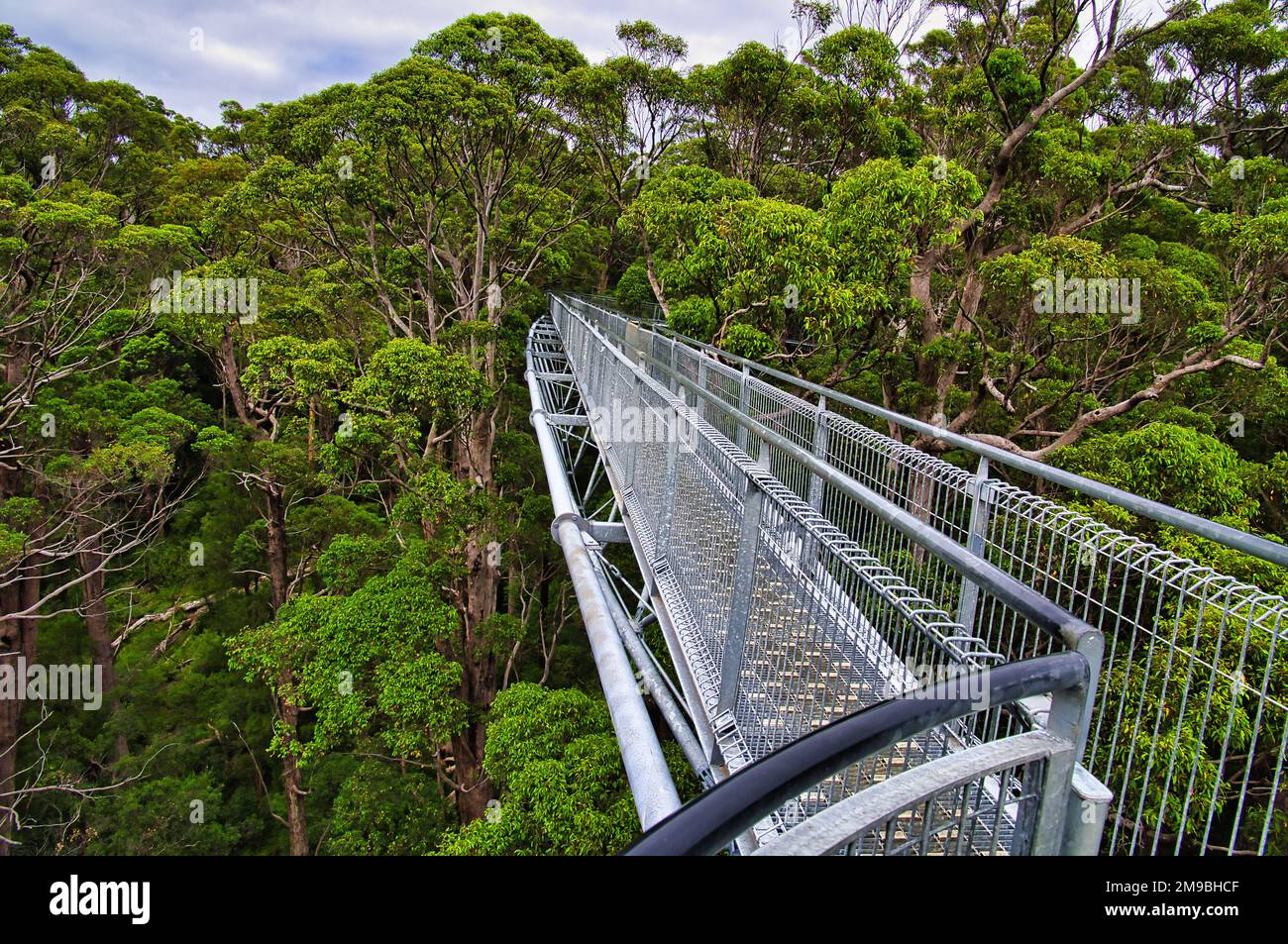 La Valley of the Giants Tree Top Walk, une promenade en plein ciel à travers la forêt d'eucalyptus dans la région de Walpole, en Australie occidentale Banque D'Images