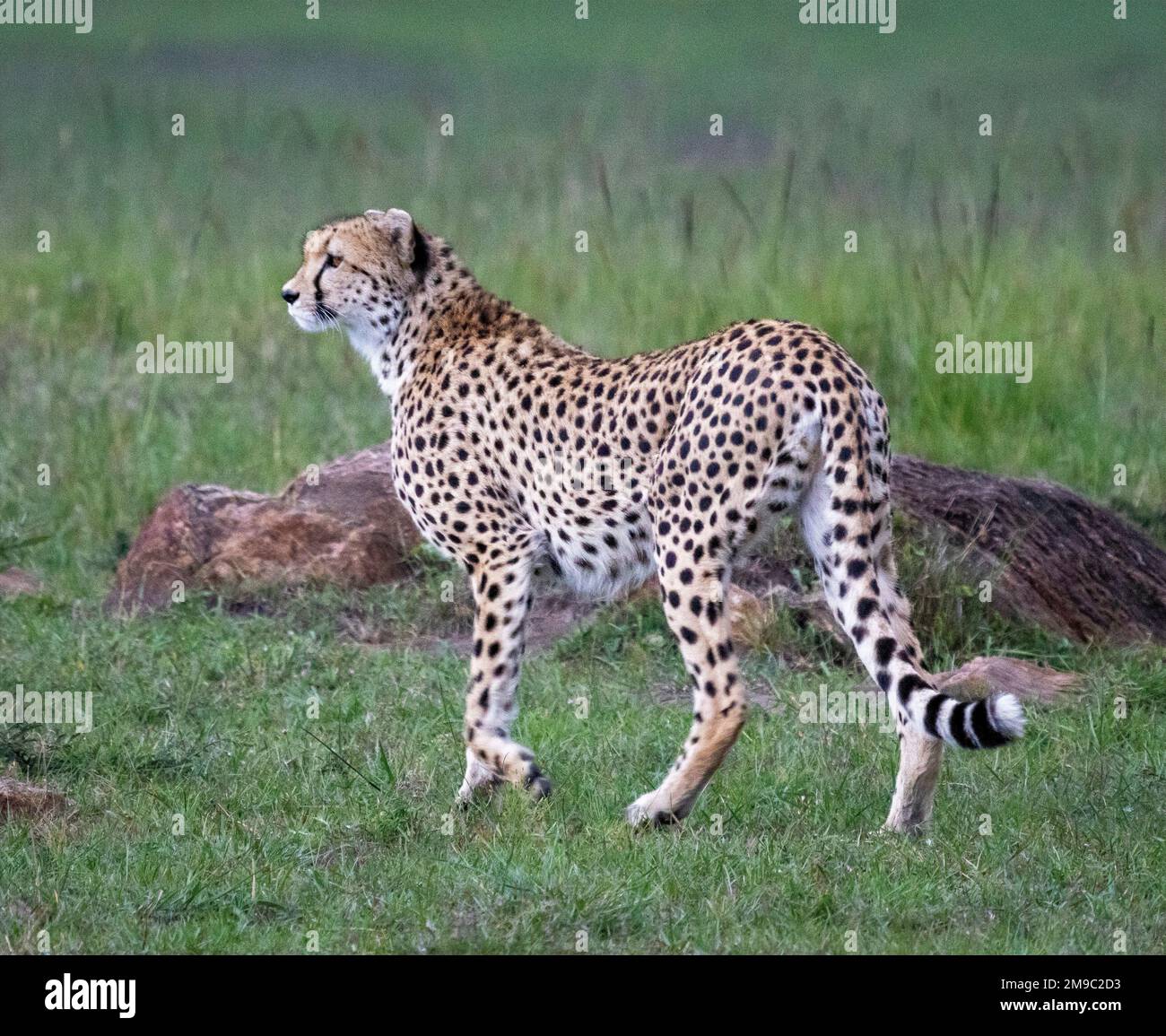 Cheetahs (Acinonyx jubatus), Masai Mara, Kenya, Afrique Banque D'Images