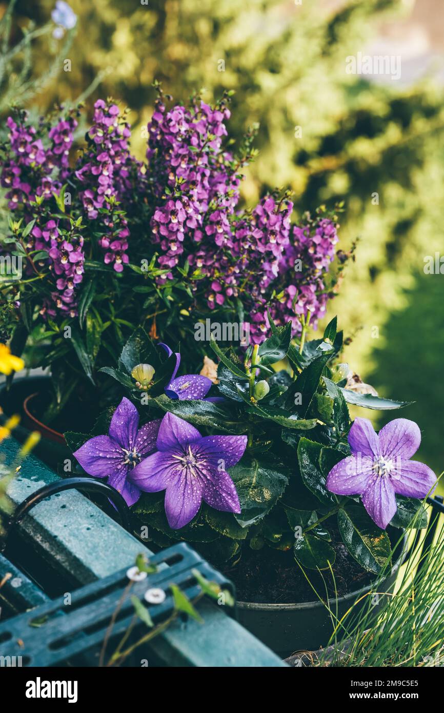 Belles fleurs violettes sur le balcon Banque D'Images