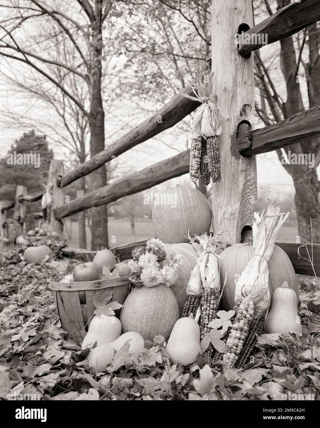 1970S EXPOSITION DE LA RÉCOLTE FRUITS ET LÉGUMES CITROUILLES PANIER DE MAÏS DE POMMES PAR BARRIÈRE EN BOIS EN BOIS FENDU EN PAYSAGE D'AUTOMNE - H8004 HAR001 HARS CONCEPTUEL ENCORE VIE ARRANGEMENT NATIONAL VACANCES DIVERS FRUITS RECONNAISSANTS NOVEMBRE AUTOMNE NOIR ET BLANC FEUILLAGE HAR001 À L'ANCIENNE Banque D'Images