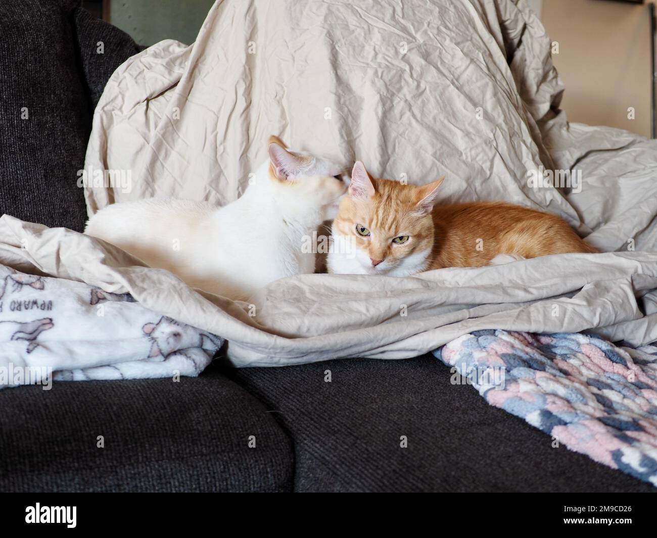Mes chats Banque D'Images