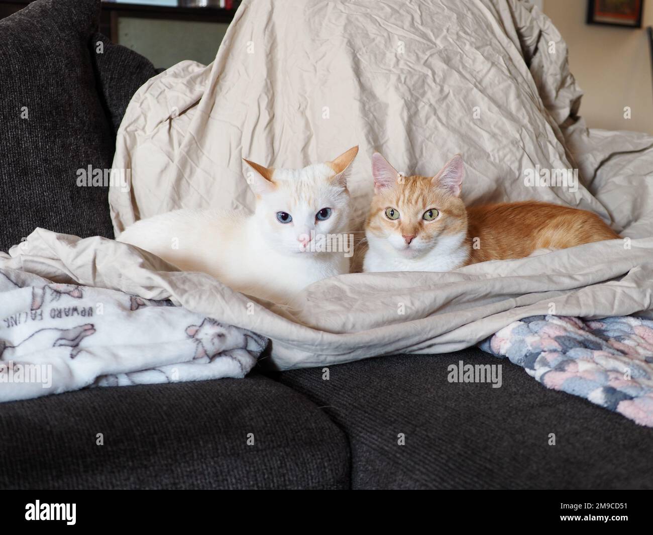 Mes chats Banque D'Images