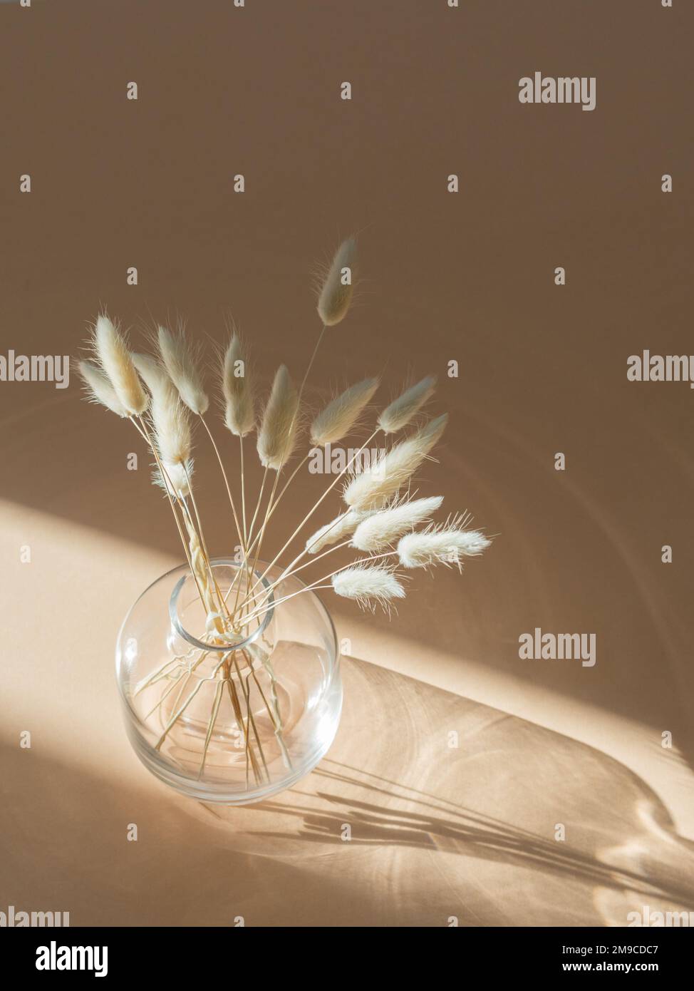 Herbe lagurus beige sec dans vase en verre sur fond beige avec ombres. Fond floral de fleurs sèches en plein soleil. Vue de dessus, espace de copie Banque D'Images