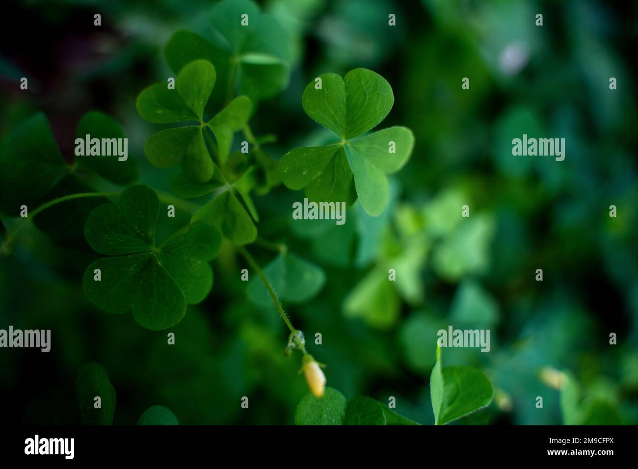 Green Clovers en plein soleil Banque D'Images