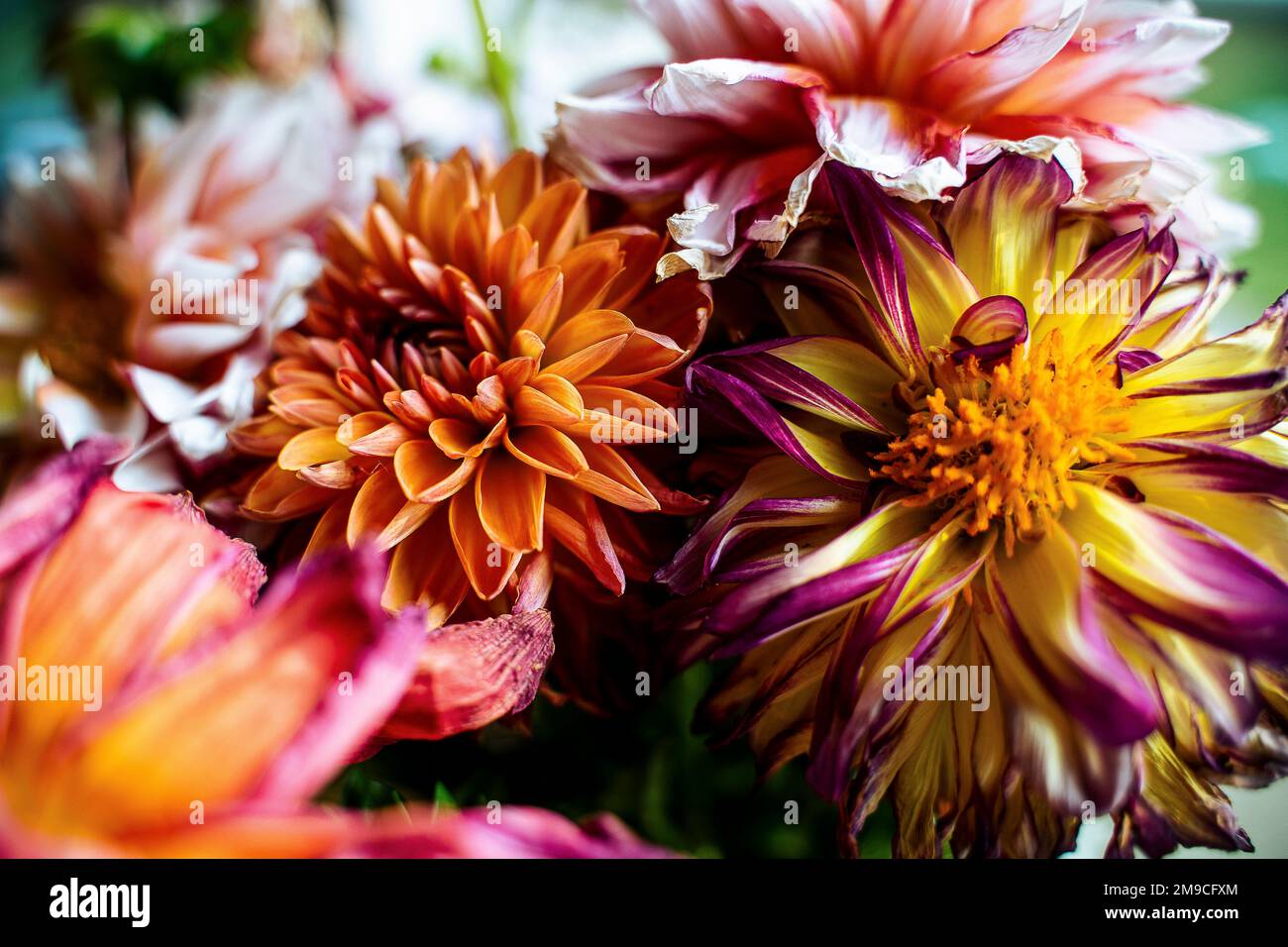 Fleurs de Dahlia vives et gaies au bouquet Banque D'Images