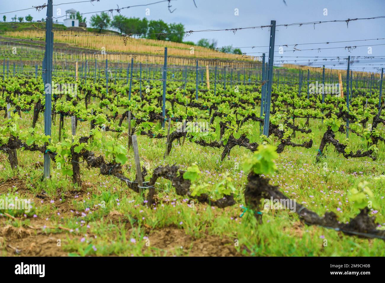 Le vignoble s'habille en vert (région de Tokaj) Banque D'Images