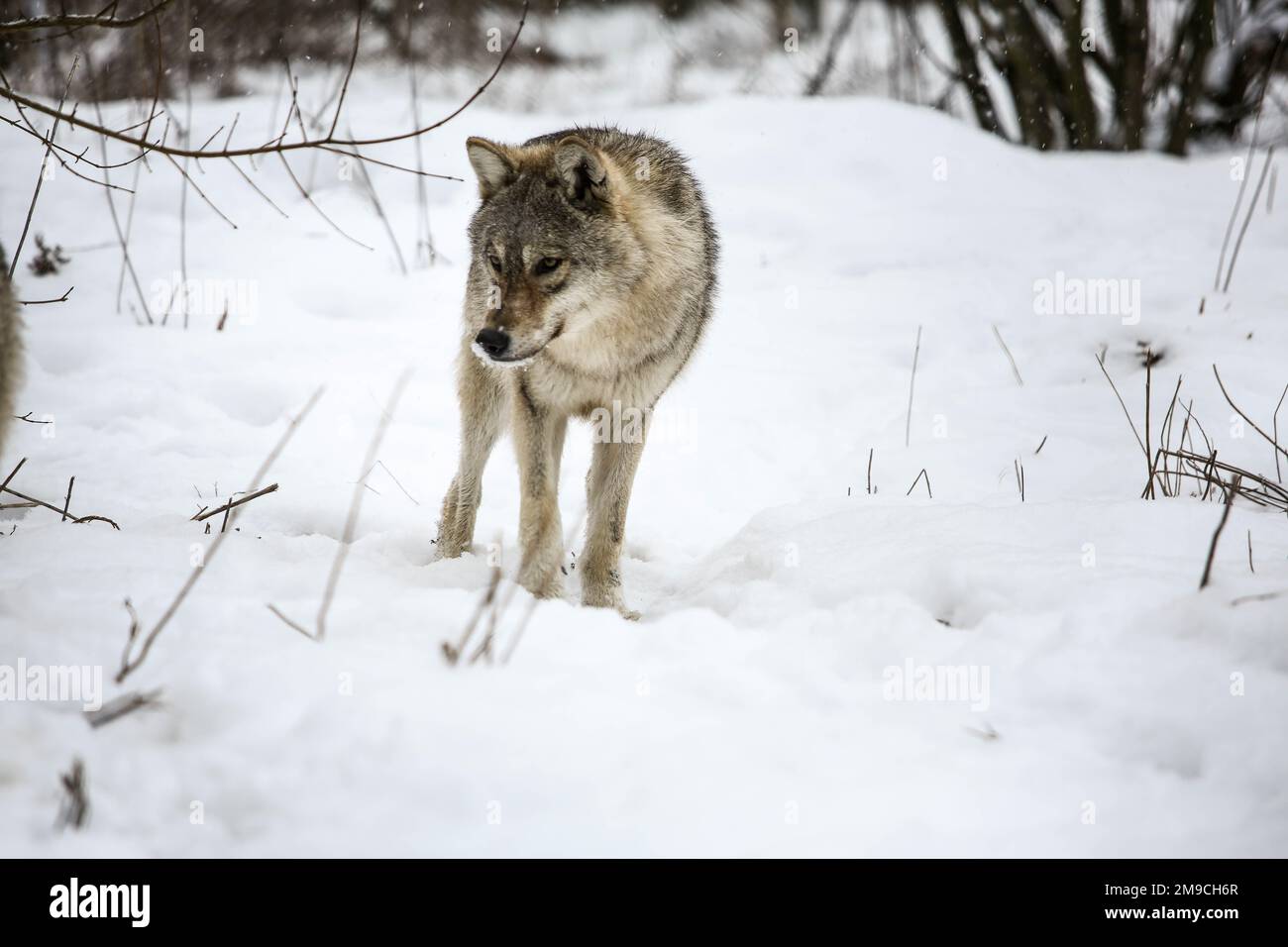 Loup solitaire dans la neige Banque D'Images