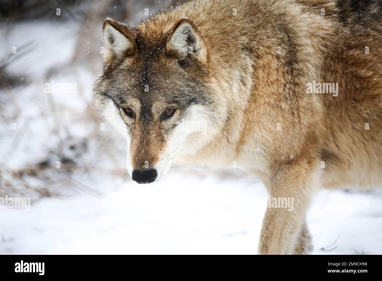 Face à face (Loup gris) Banque D'Images