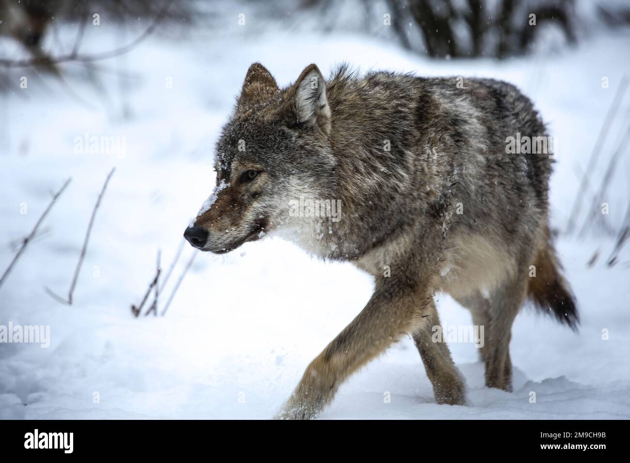 Loup gris dans le Zemplén Banque D'Images