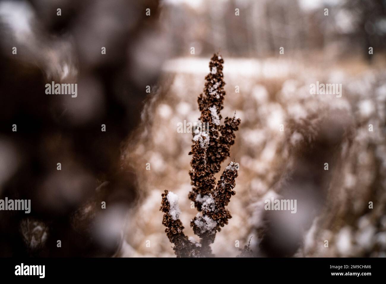 Usine de Brown séché à Snowy Field Banque D'Images