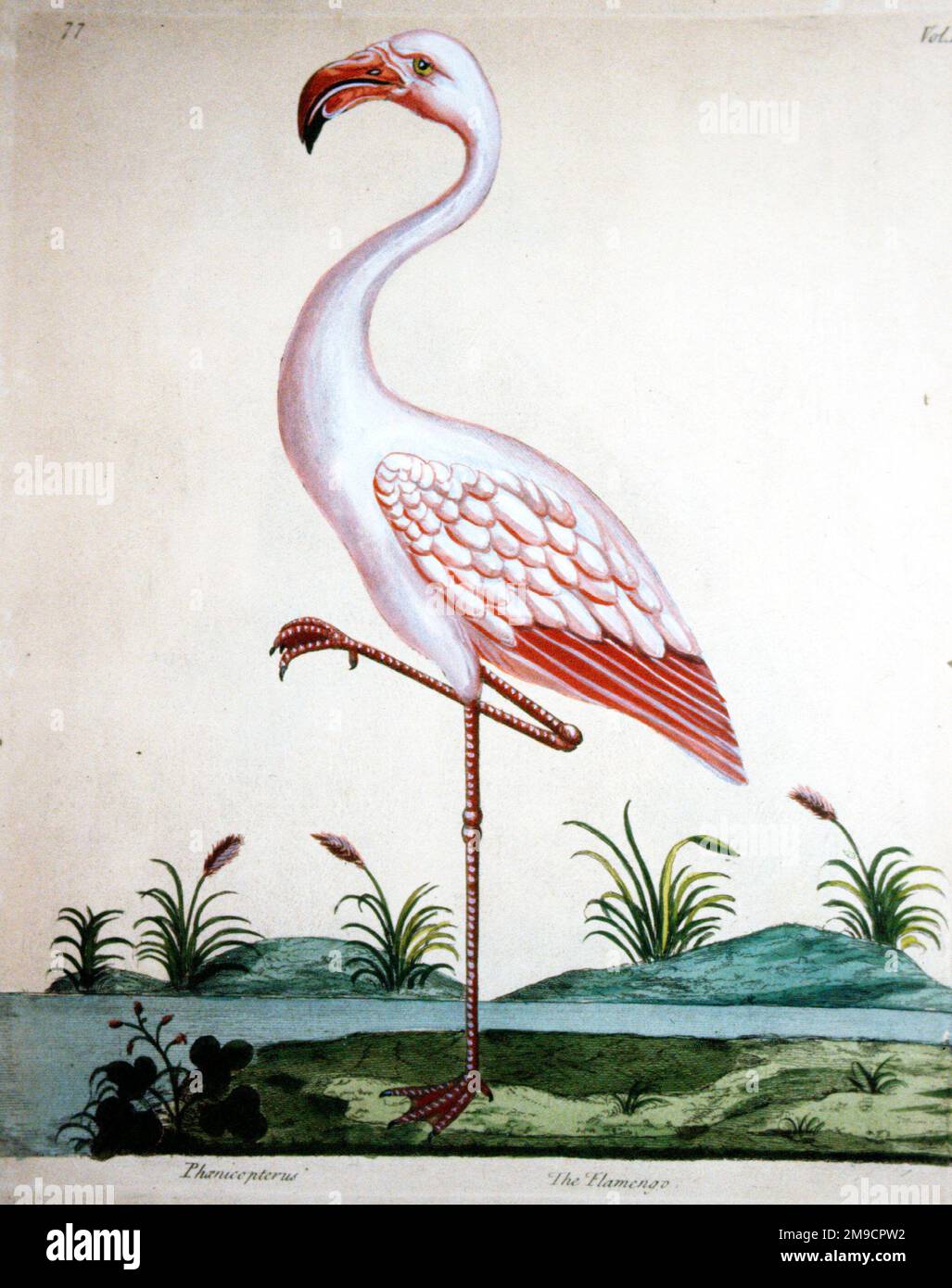 Oiseau - Flamingo debout sur une jambe Banque D'Images