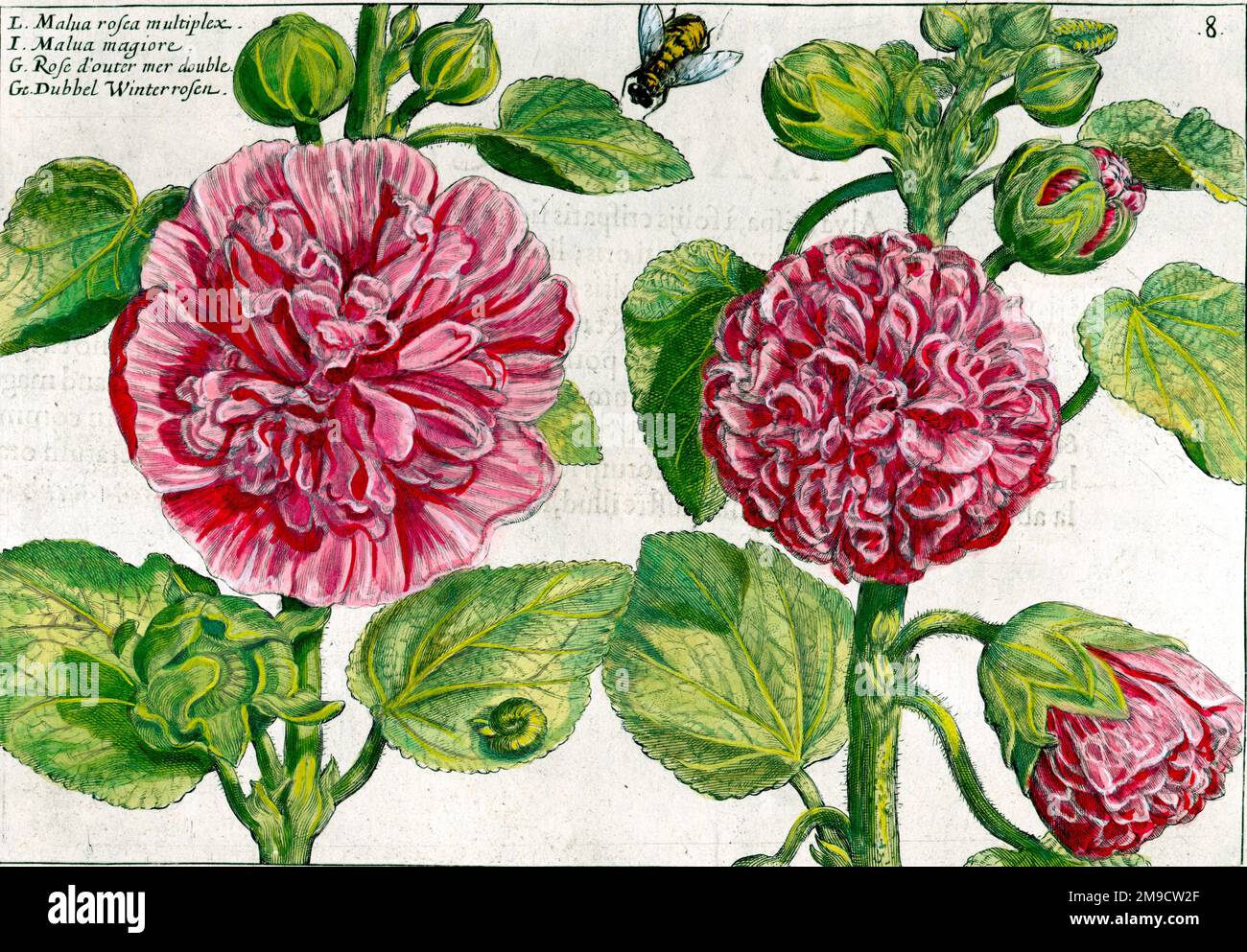 Hortus Floridus - Malua rosea fleurs multiplex Banque D'Images